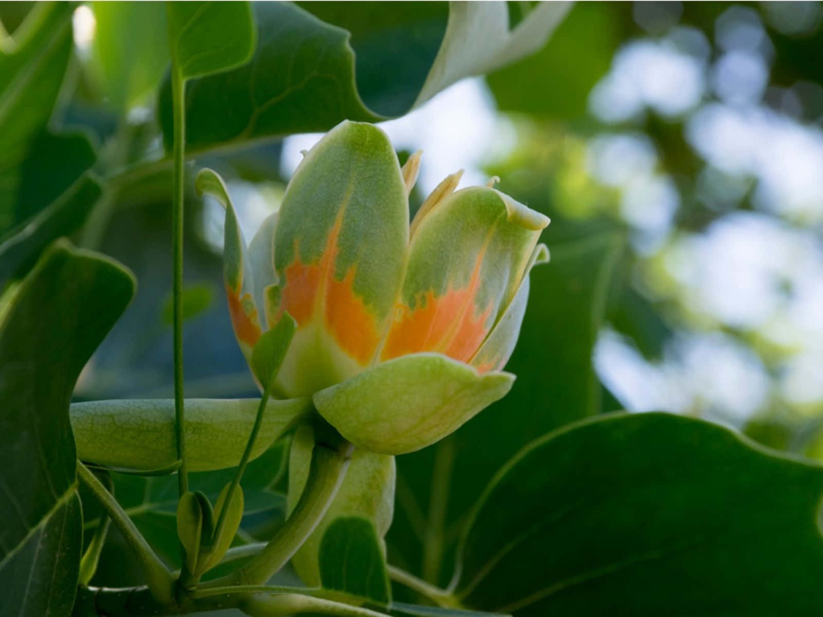 Tulip Tree 桌布 壁紙 — 鬱金香樹花蕾的特寫，在茂密樹葉襯托下散發橙色和綠色光芒。