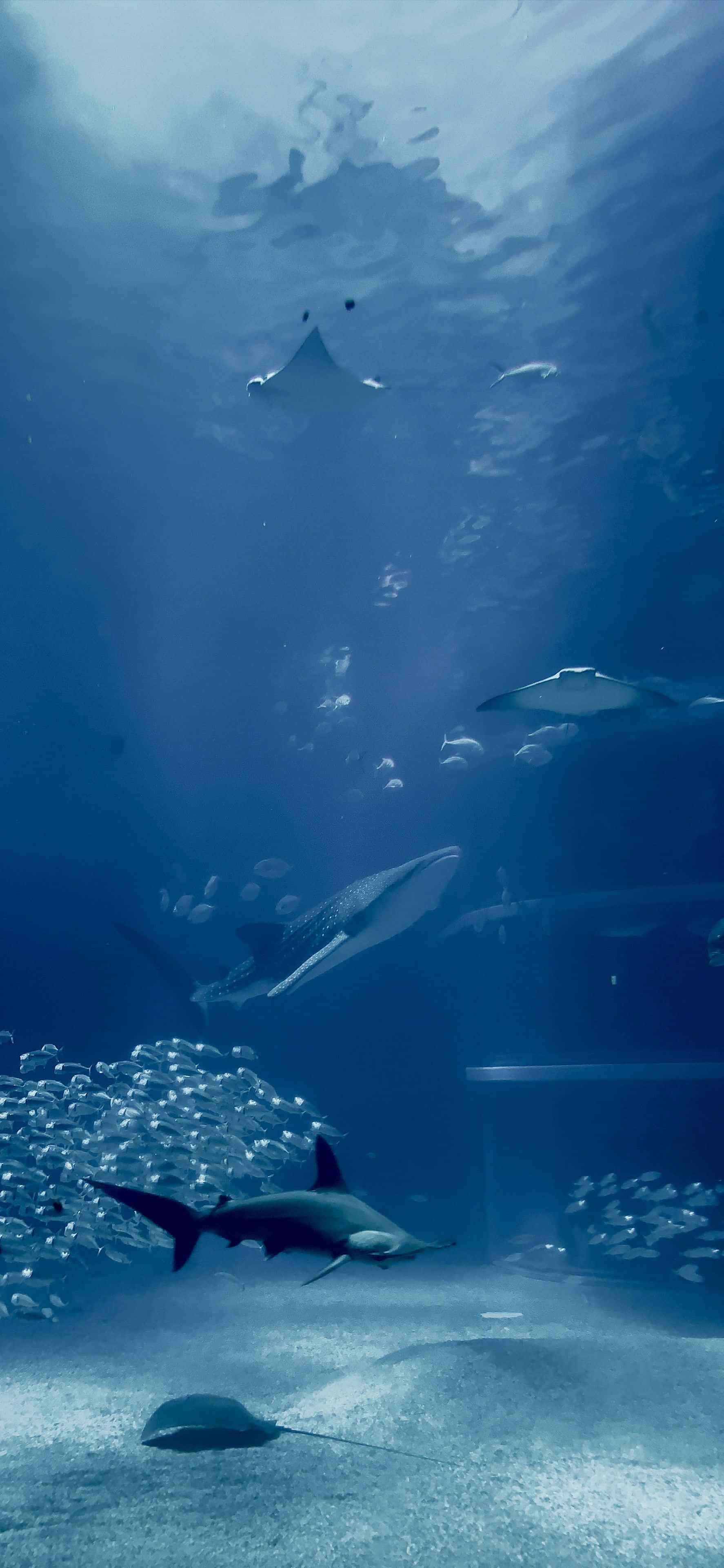 Aquarium iPhone 桌布 壁紙 — 魔鬼魚和鯊魚在深藍色的水中滑行，陽光從上方過濾而下，魚群在下方盤旋。
