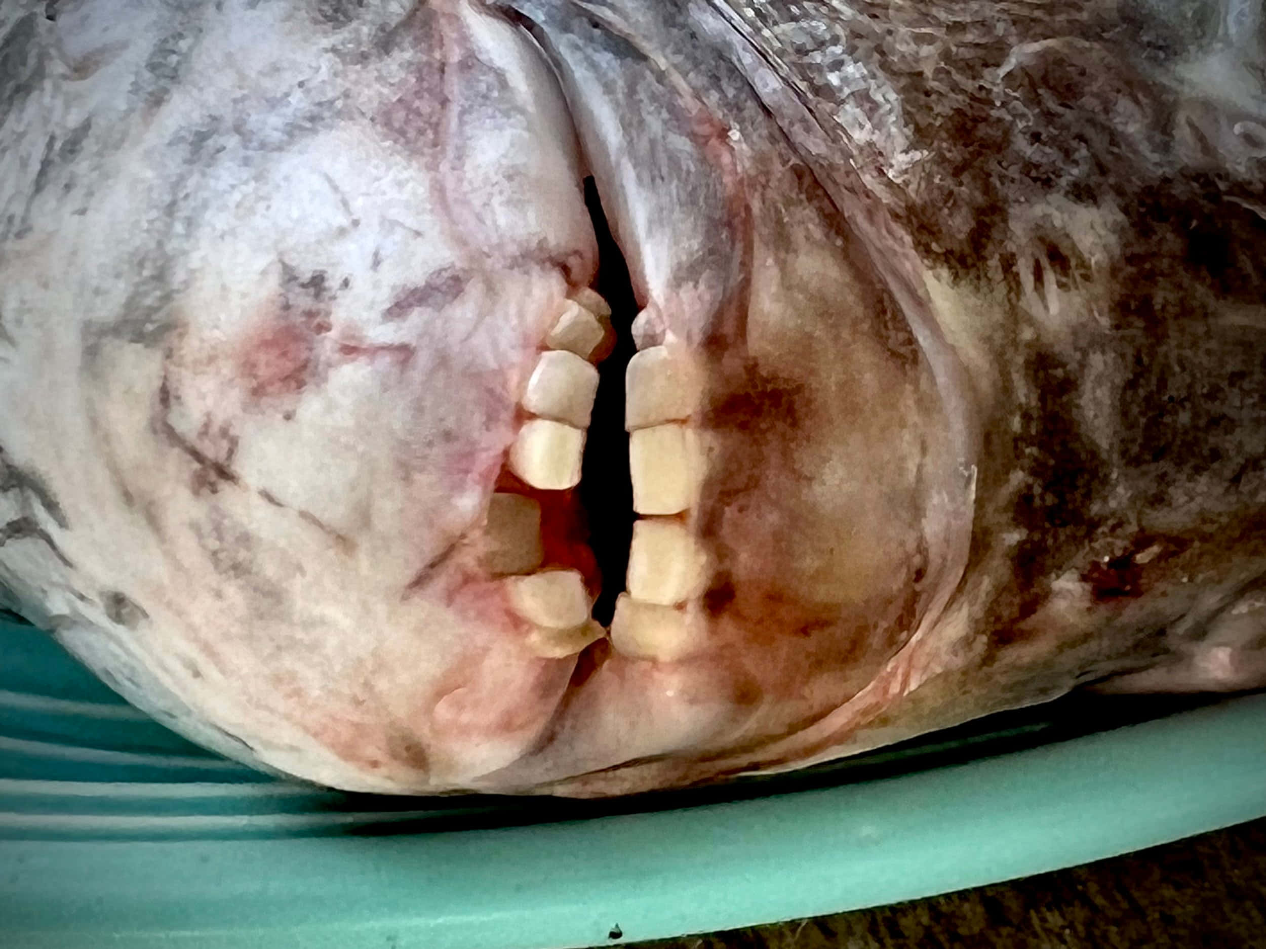 Sheepshead Fish 桌布 壁紙 — 魚嘴特寫，顯示一排排細小的蒼白牙齒，襯托著紋理皮膚。