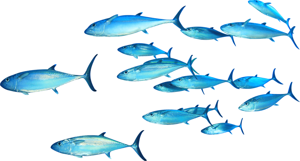 魚群在水下悠游 壁紙