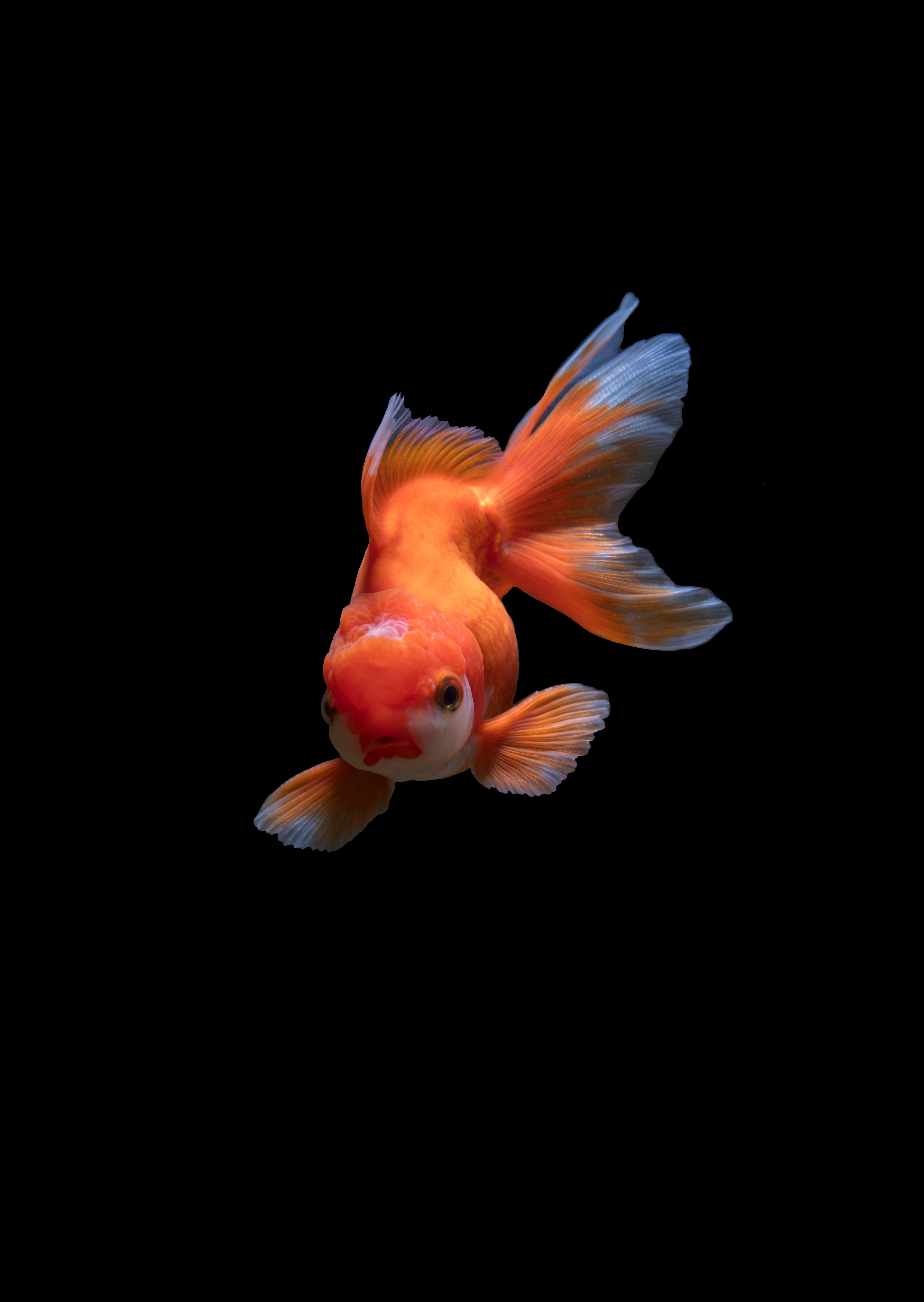 魚類背景 壁紙