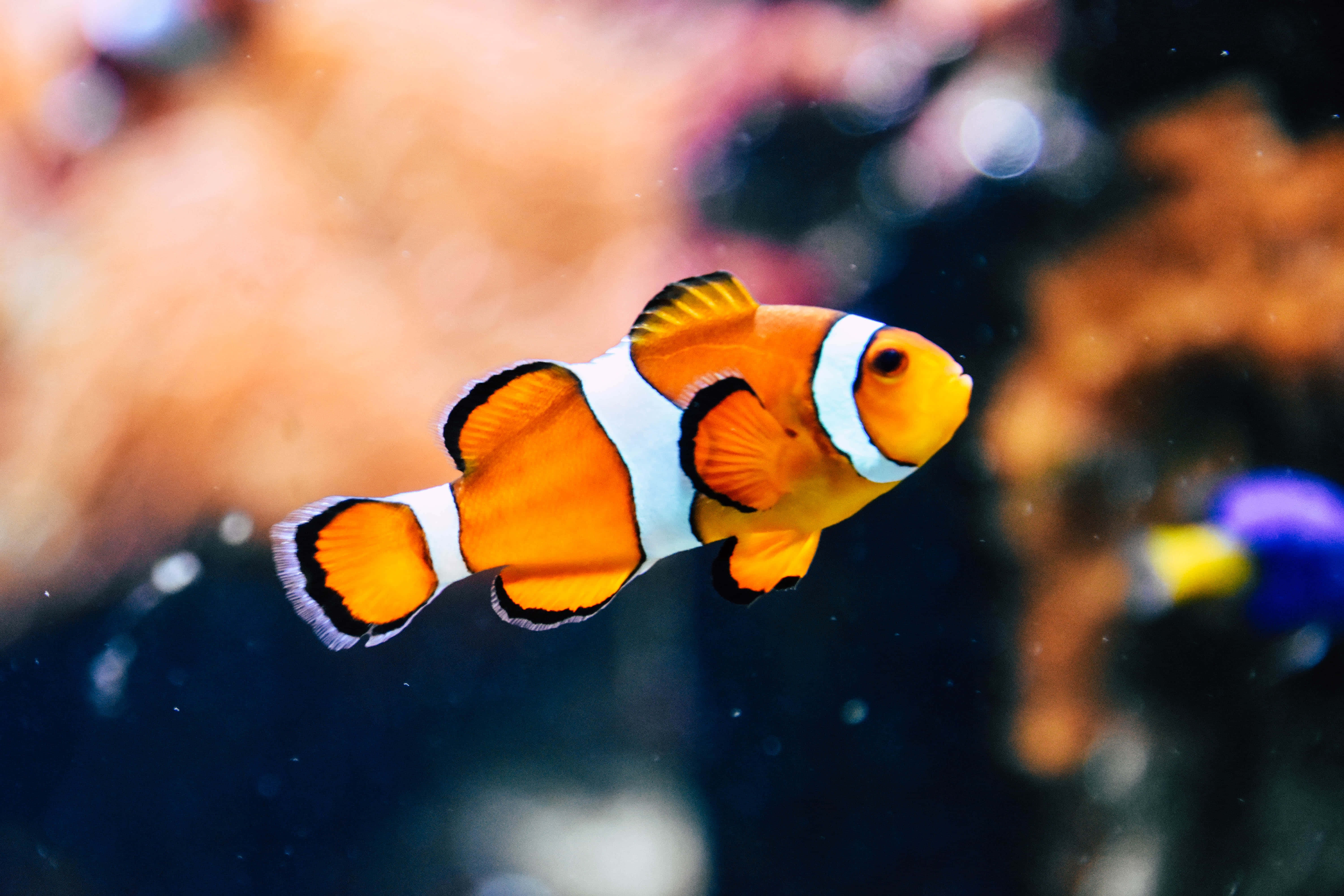 魚類背景 壁紙