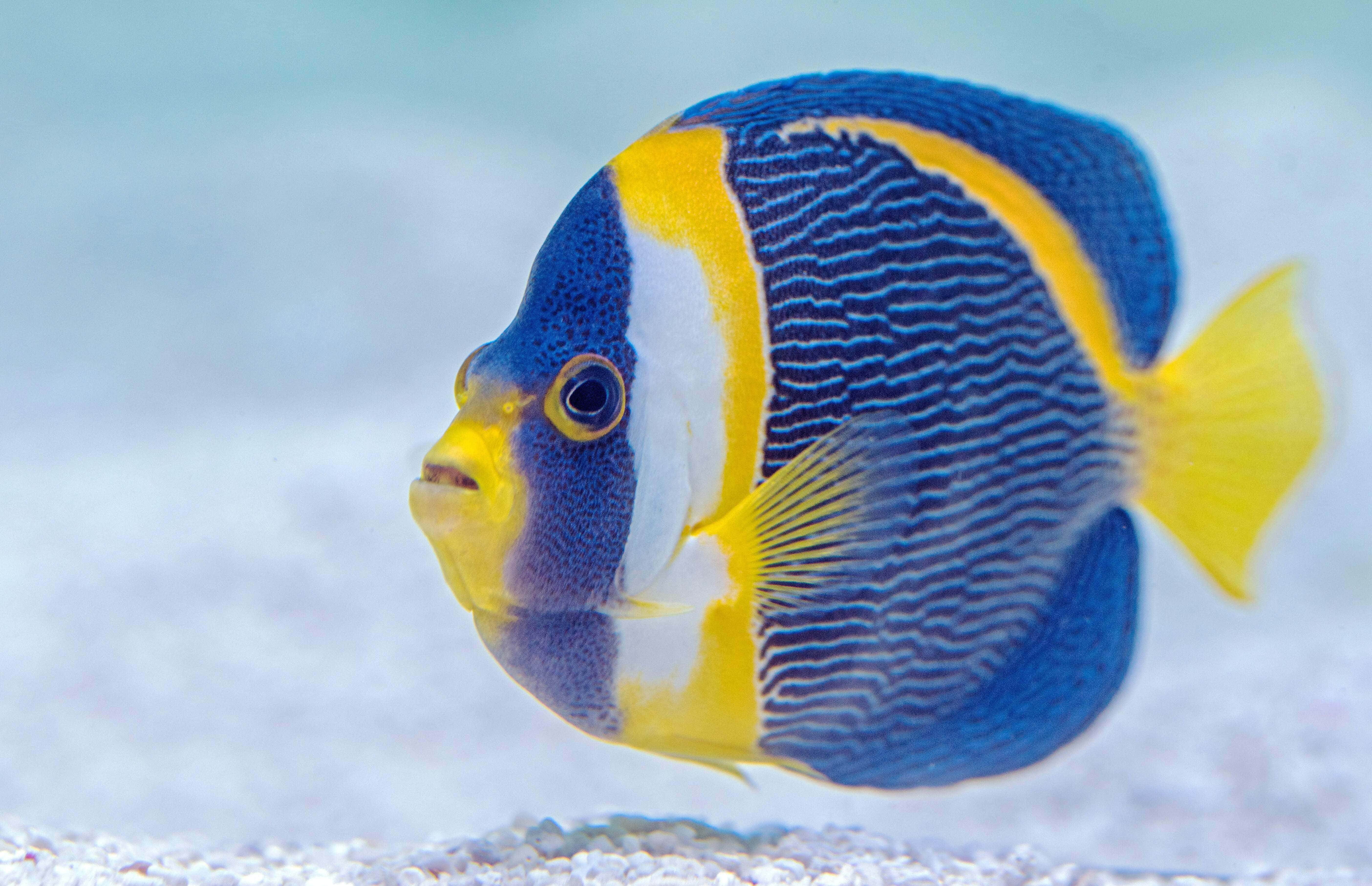 魚類背景 壁紙