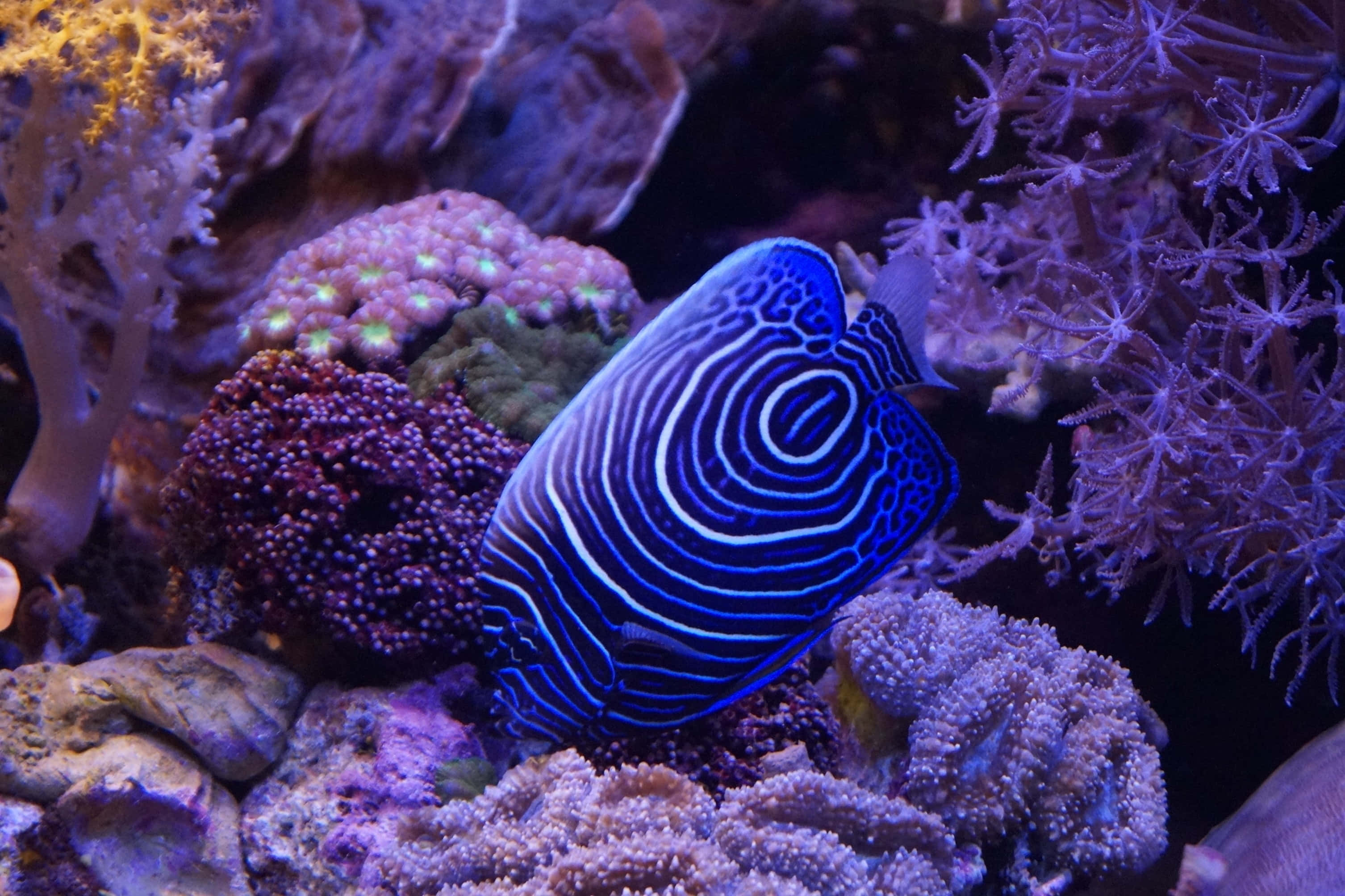 魚類背景 壁紙