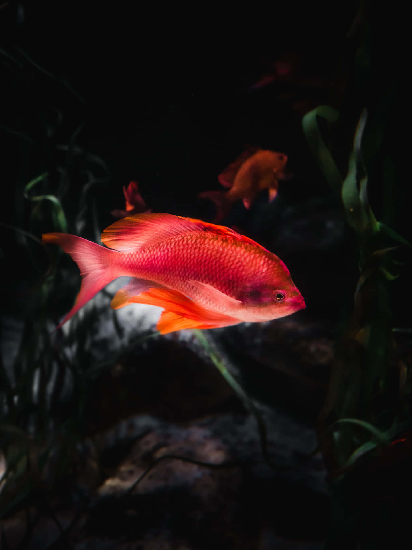魚類背景 壁紙