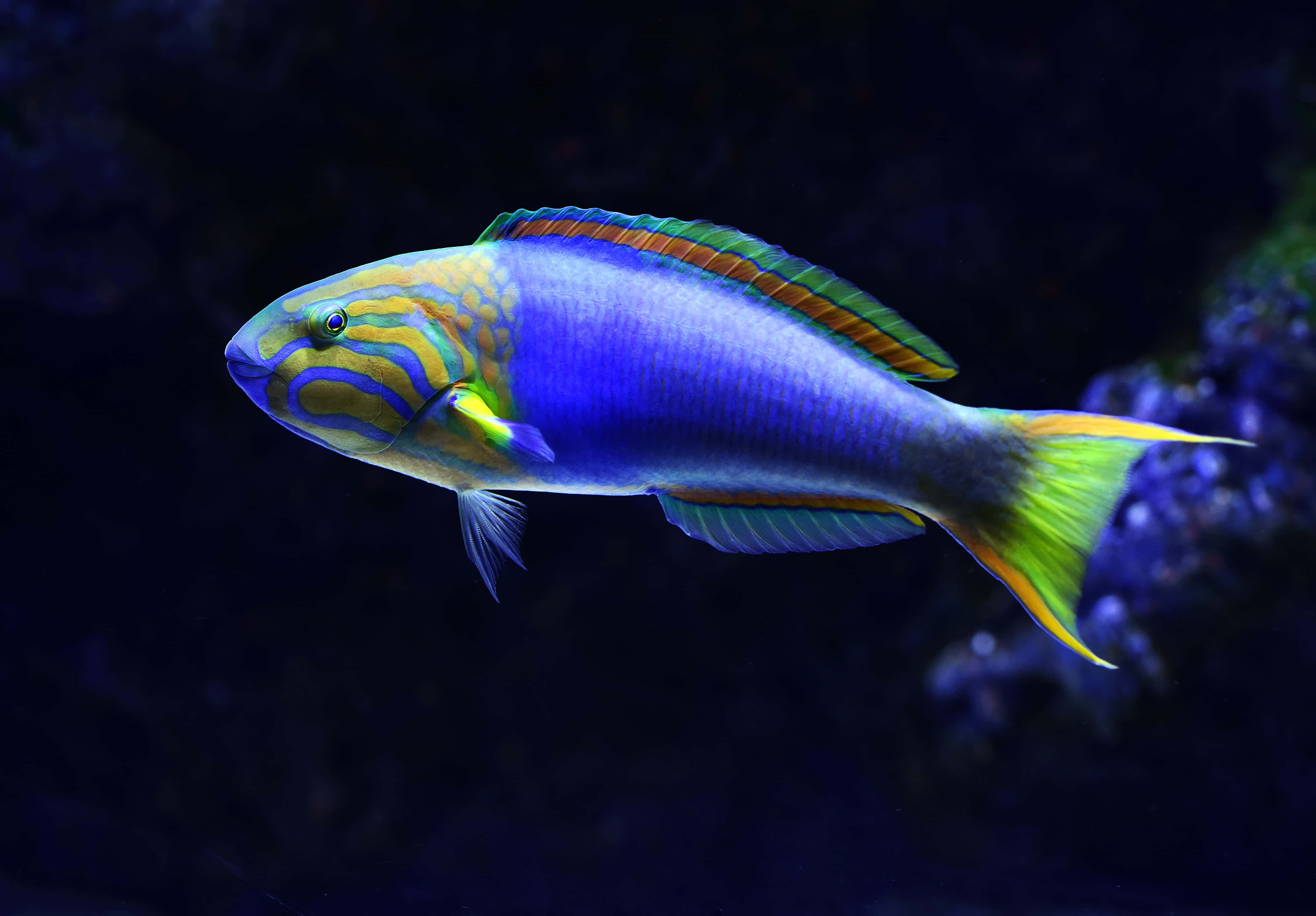 魚類背景 壁紙