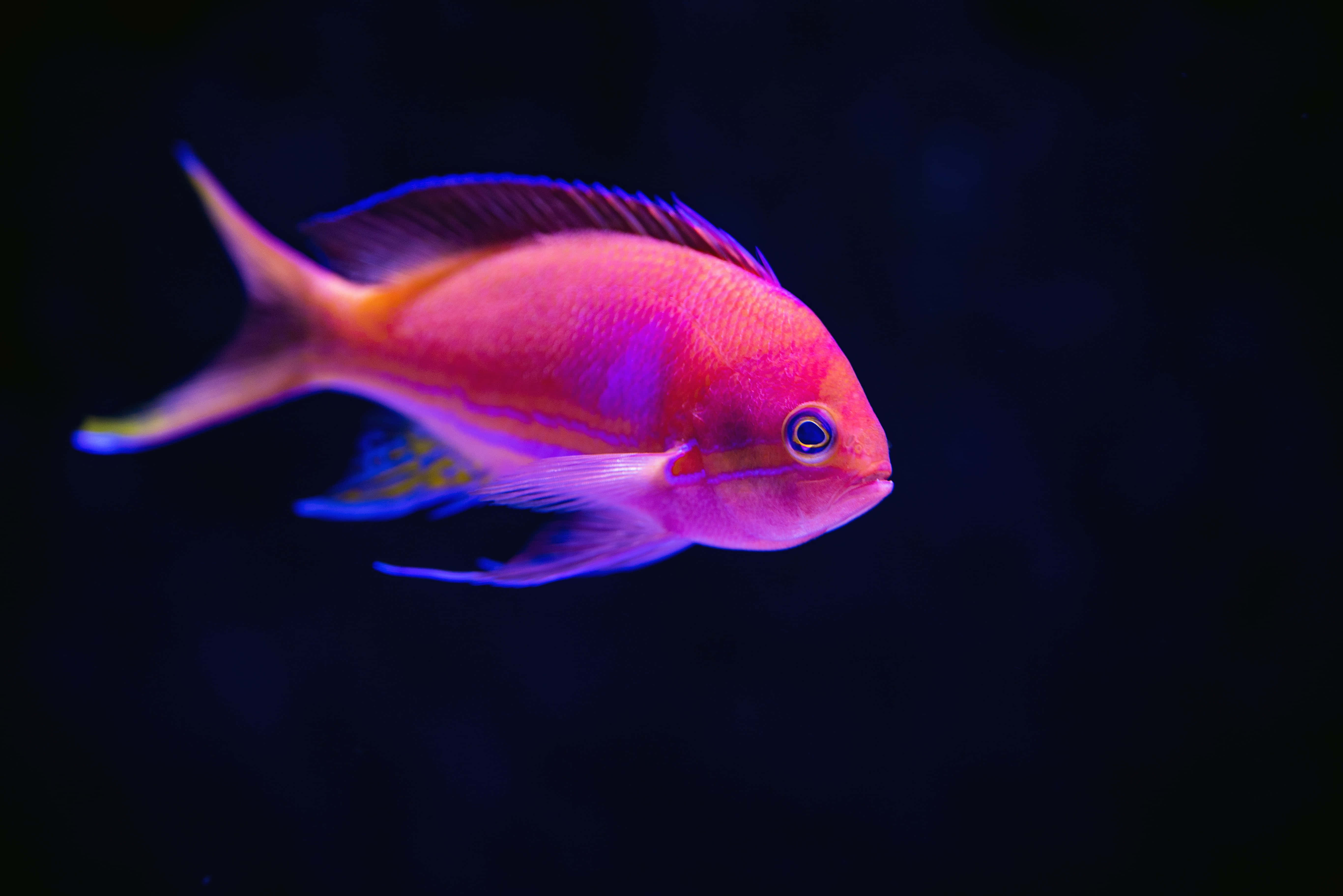 魚類背景 壁紙