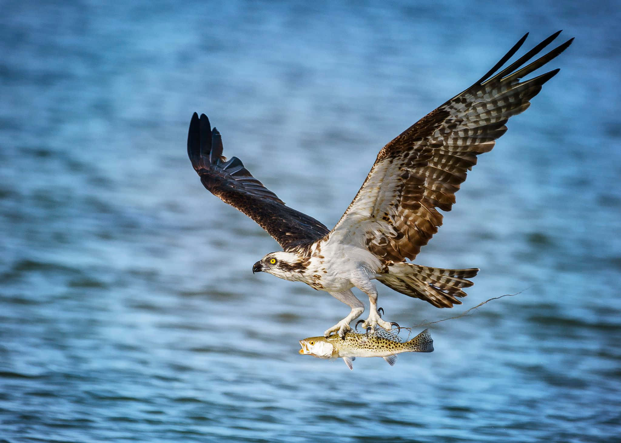 Osprey 桌布 壁紙 — 魚鷹在藍色水面上翱翔，爪子抓著一條魚，翅膀張開。