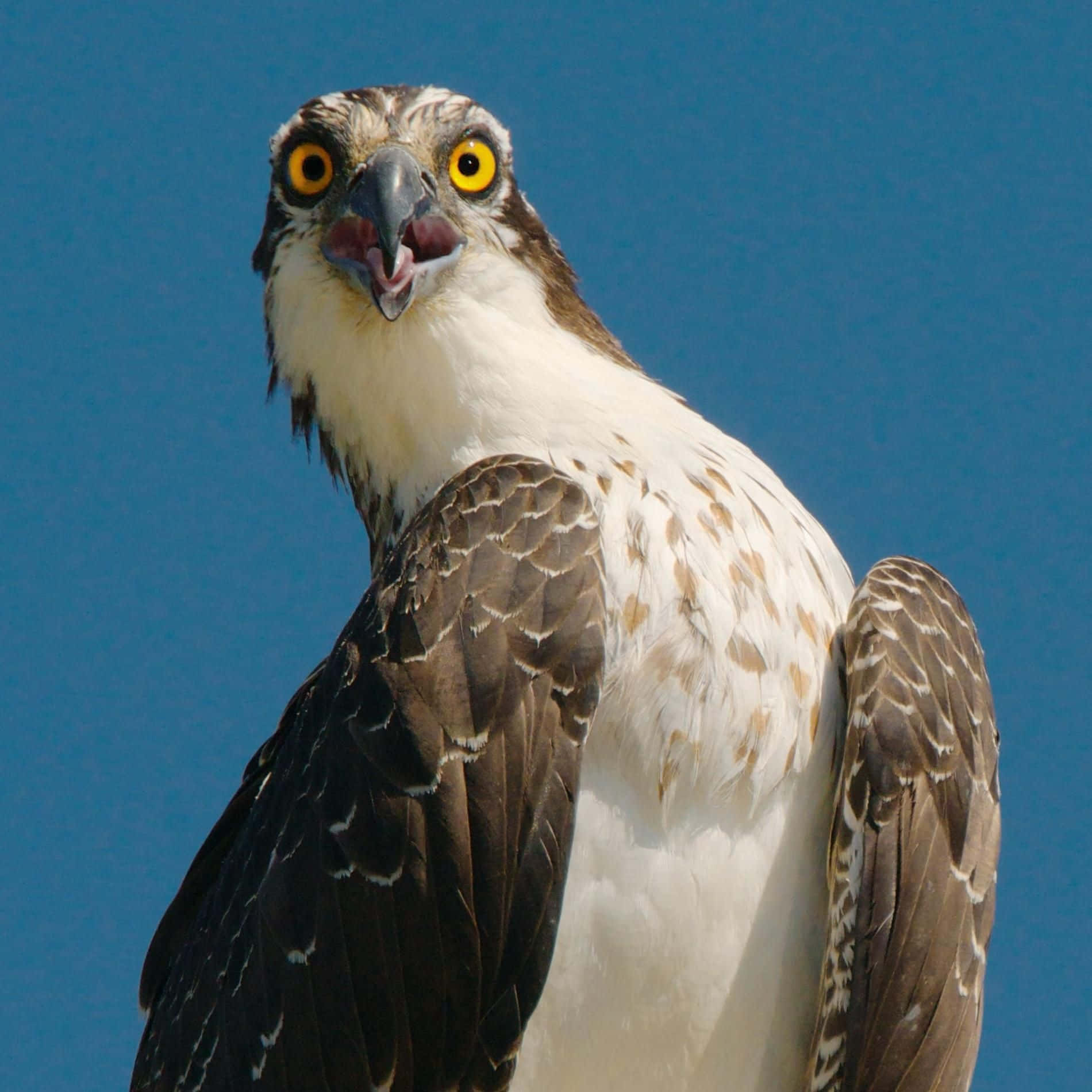 Osprey 桌布 壁紙 — 魚鷹的特寫，擁有銳利的黃色眼睛和張開的喙，背景是鮮豔的藍天。