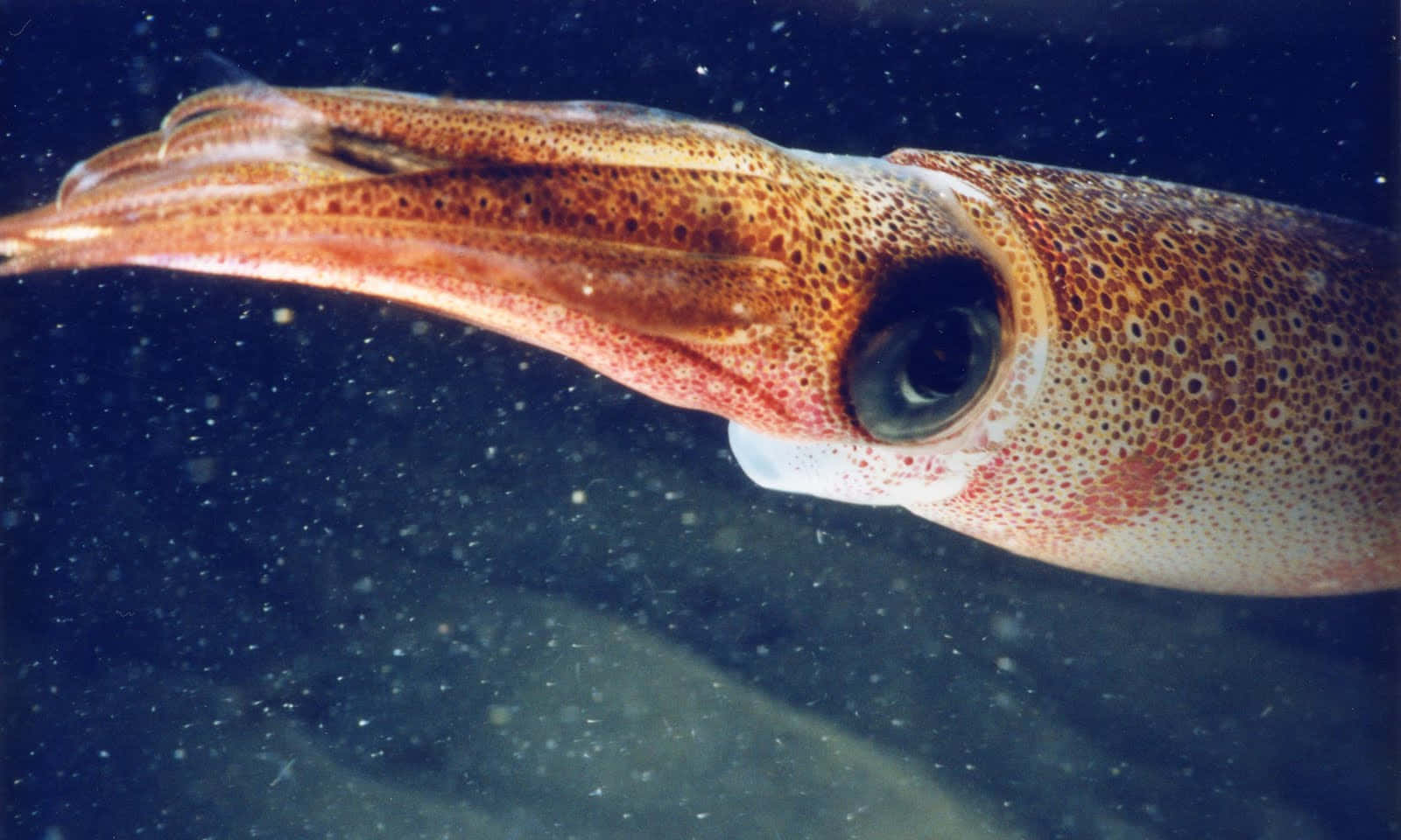 squid 桌布 壁紙 — 魷魚頭部在水中的特寫，有大而黑的眼睛和斑點紅棕色皮膚，背景是深藍色海水。