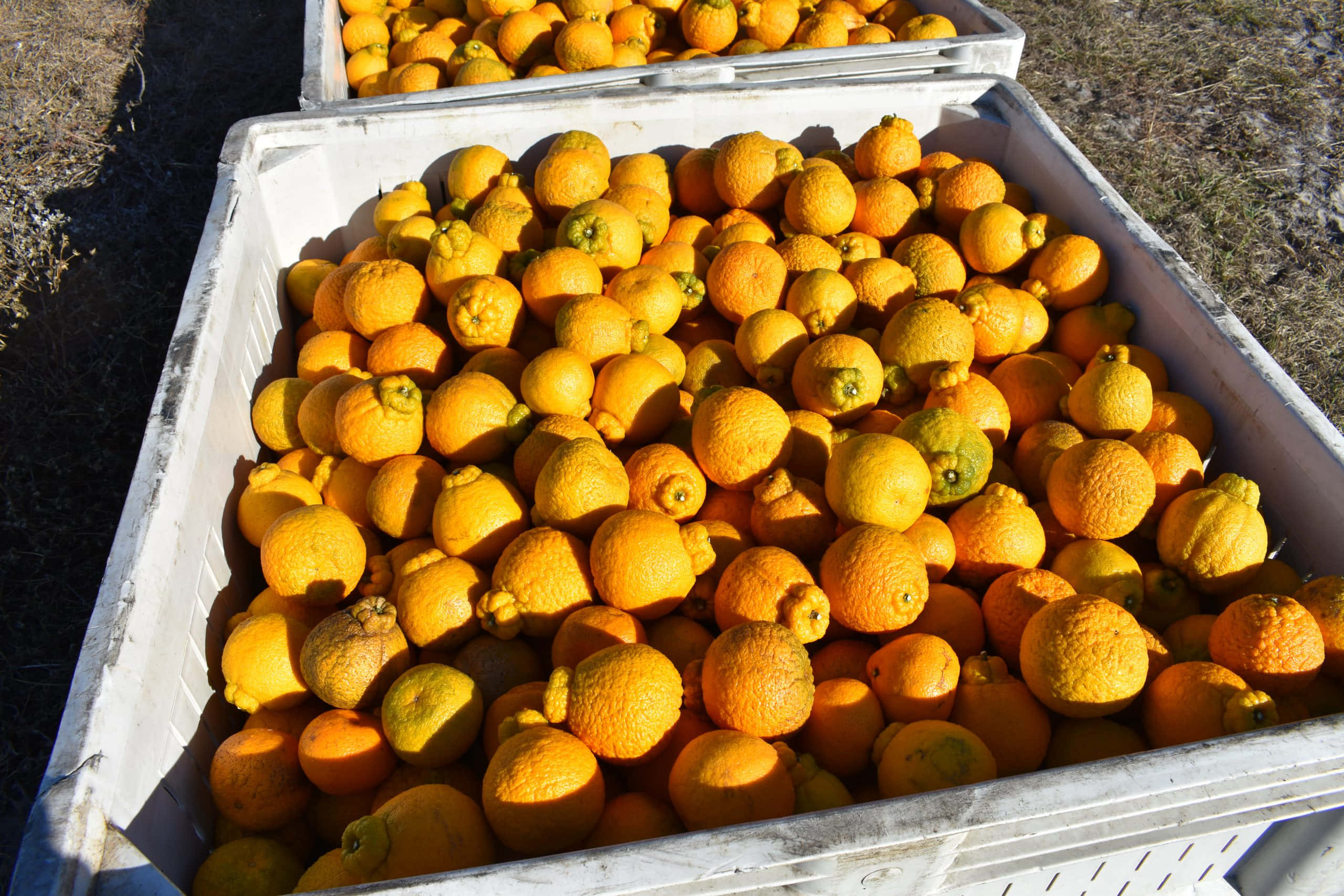 Fruits 桌布 壁紙 — 鮮亮的橙色柑橘類水果裝滿白色板條箱，在陽光明媚的果園中沐浴著強烈的陽光。