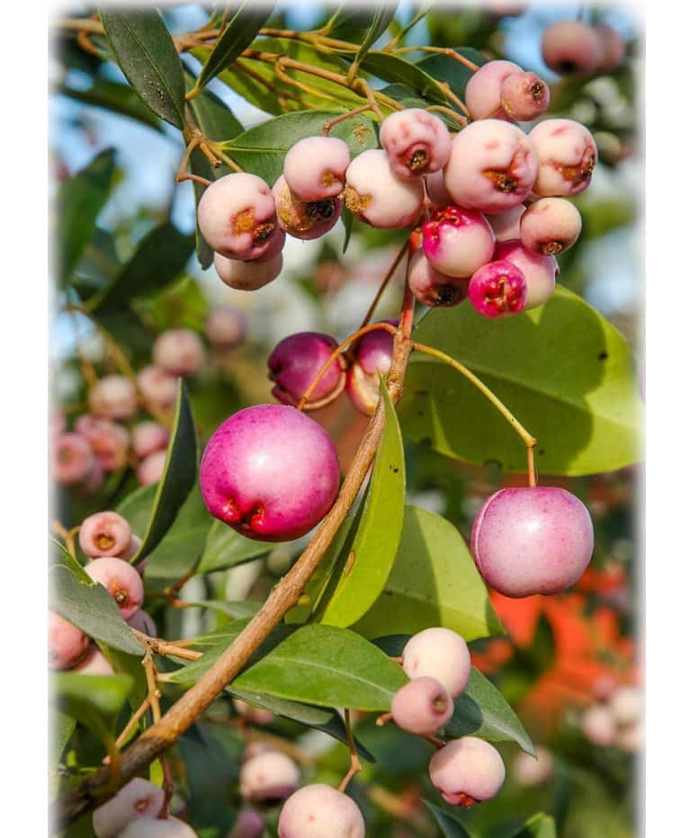 Fruit 桌布 壁紙 — 鮮亮綠色葉子的樹枝上掛著光澤的粉紅色和白色漿果的特寫，在明亮的陽光下。