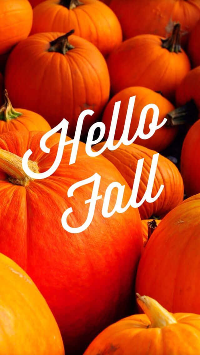 Hello Fall 桌布 壁紙 — 鮮橙色南瓜緊密堆疊，白色草書文字寫著 Hello Fall。