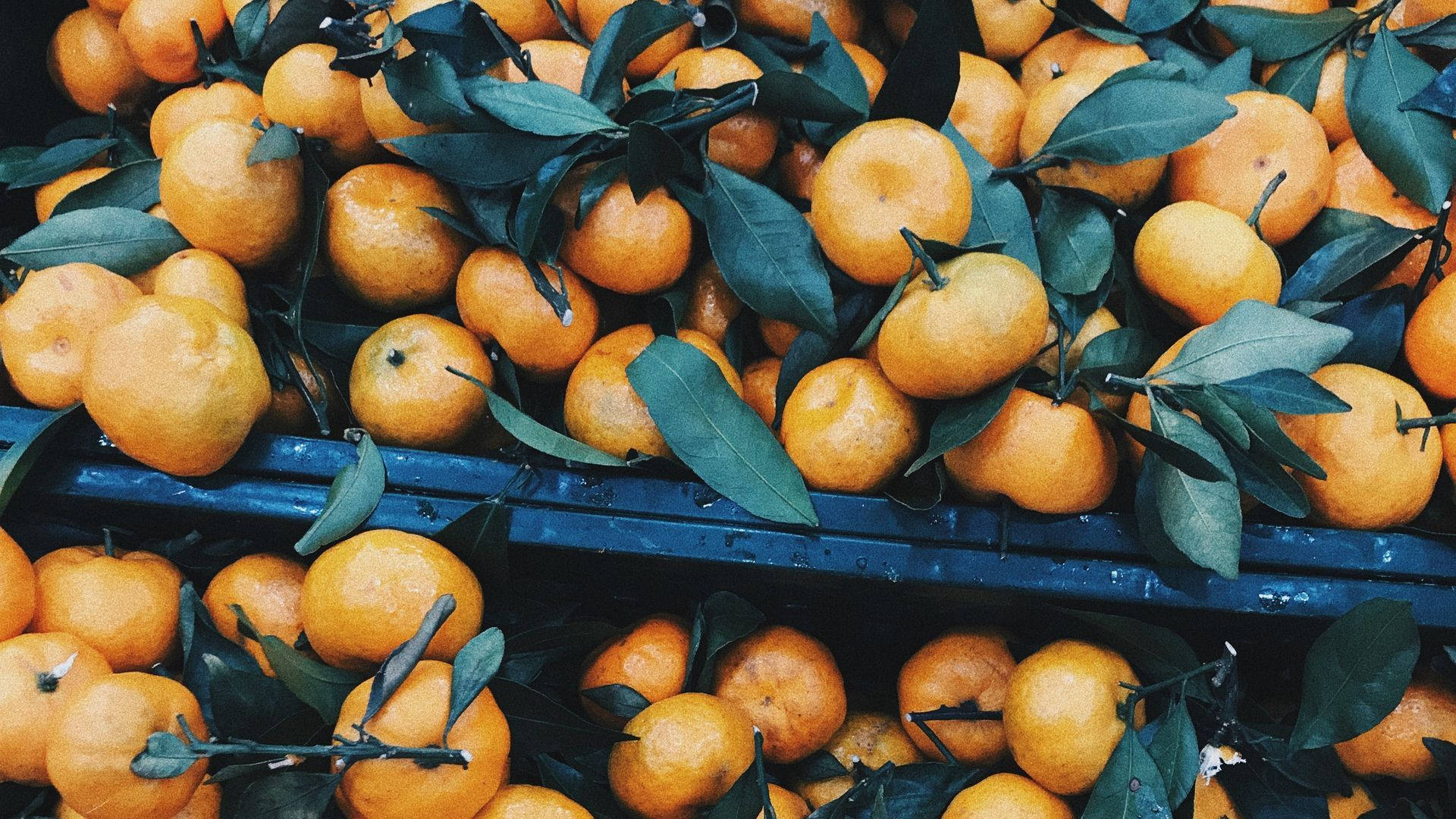 Fruit 桌布 壁紙 — 鮮橙色柑橘配綠葉高高堆放在藍色市場箱中。