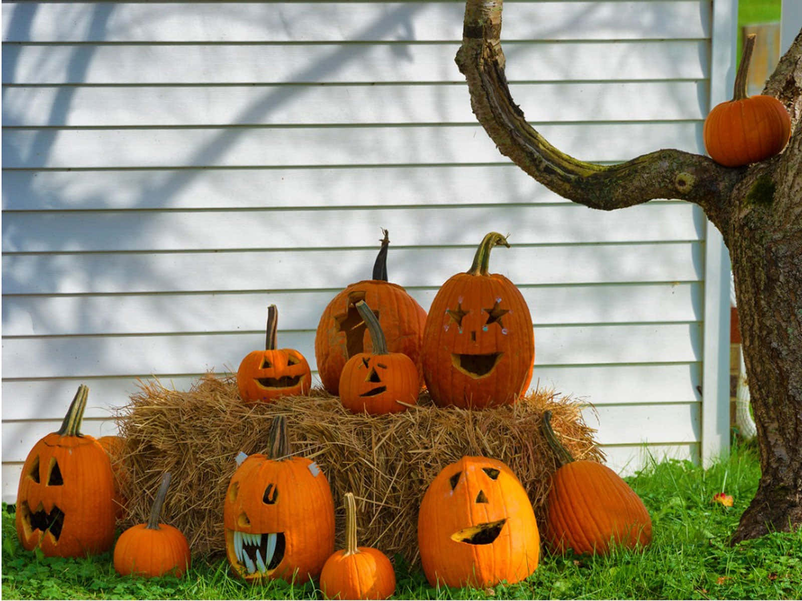 Halloween Yard Decorations 桌布 壁紙 — 鮮橙色的南瓜燈籠，雕刻了恐怖的面孔，坐在乾草捆上面和周圍，旁邊是一棵多節的樹幹，背景是白色牆壁。
