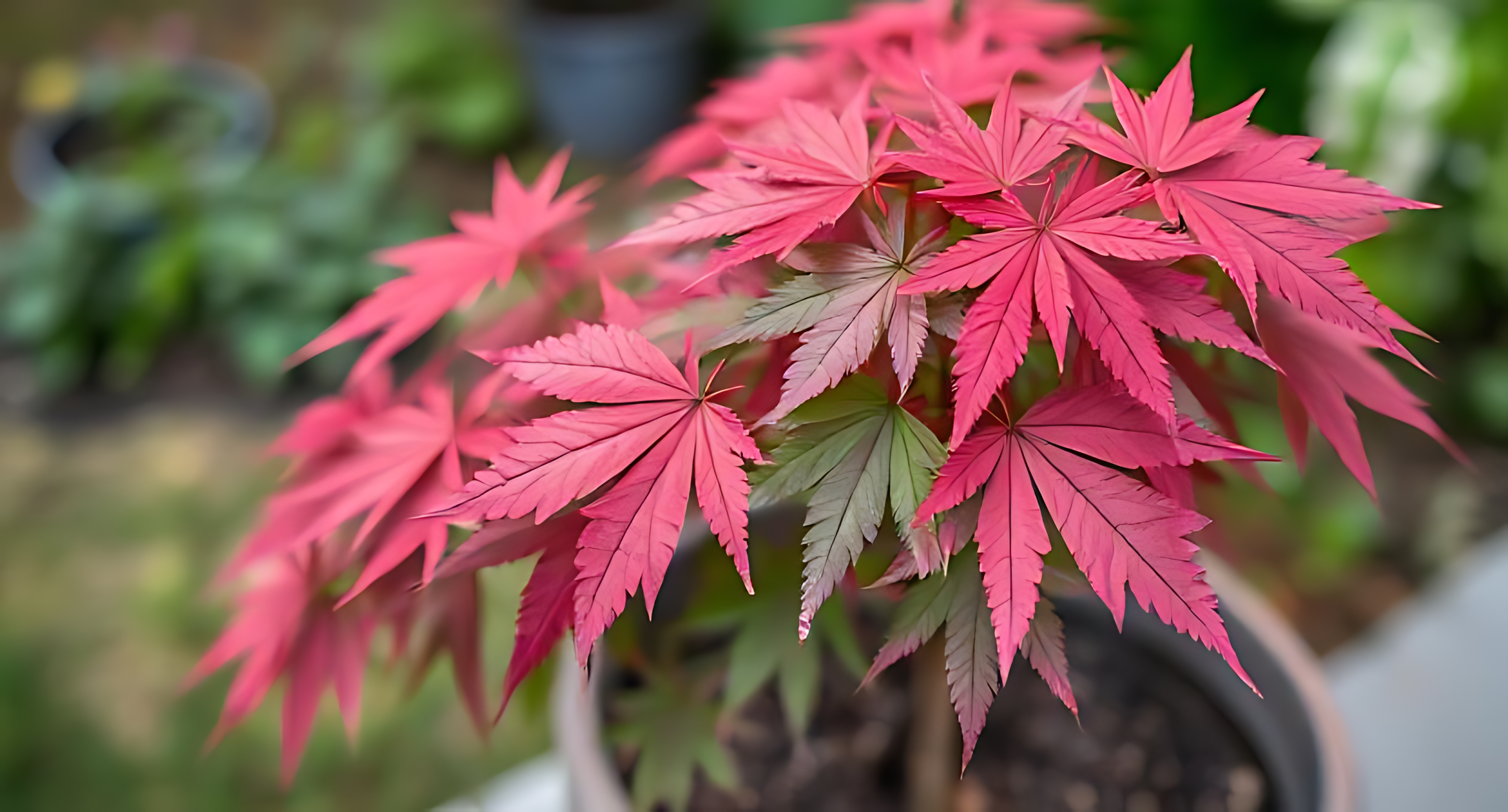 自然 桌布 壁紙 — 鮮粉紅色鋸齒邊緣的楓葉從盆栽植物中傾瀉而下，背景是柔和模糊的綠色花園。