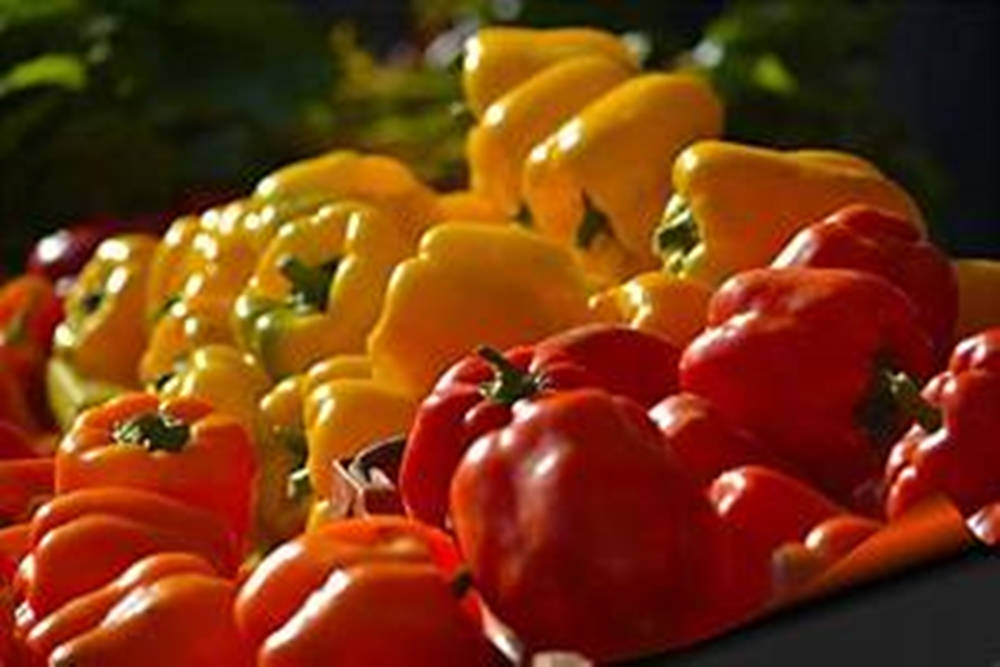 Fruit 桌布 壁紙 — 鮮紅、黃色和橙色的燈籠椒在茂盛花園的溫暖陽光下閃閃發光。