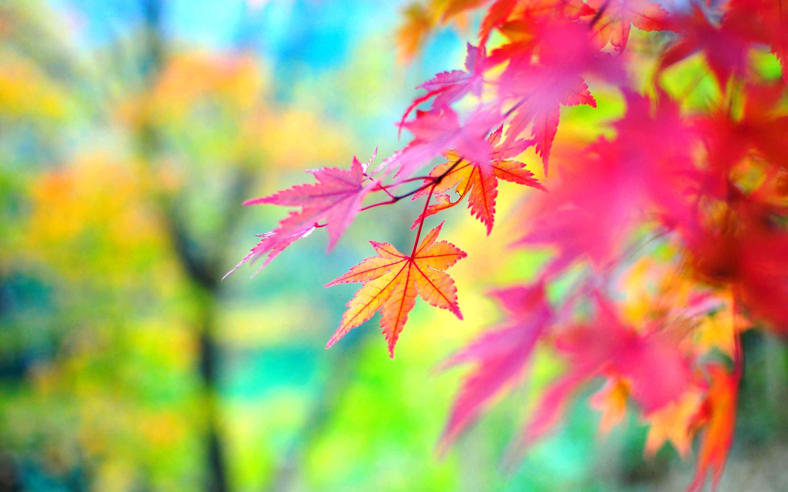 Autumn Colors 桌布 壁紙 — 鮮紅和橙色的楓葉在柔和的秋季綠色和黃色模糊背景下，以銳利焦點閃耀。