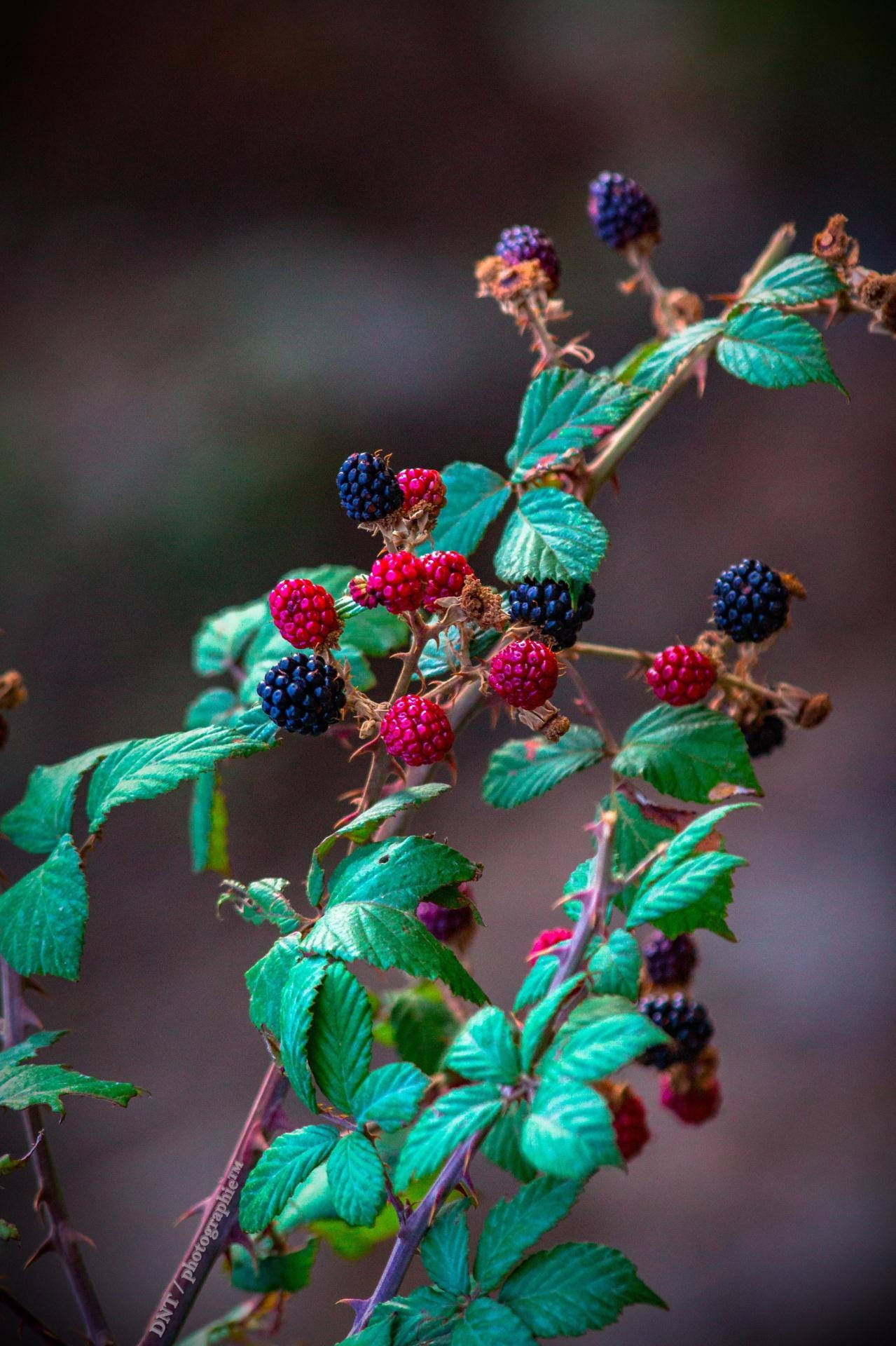 Berry 桌布 壁紙 — 鮮紅和深紫色的黑莓聚集在帶刺的綠色灌木叢上，背景柔和模糊。
