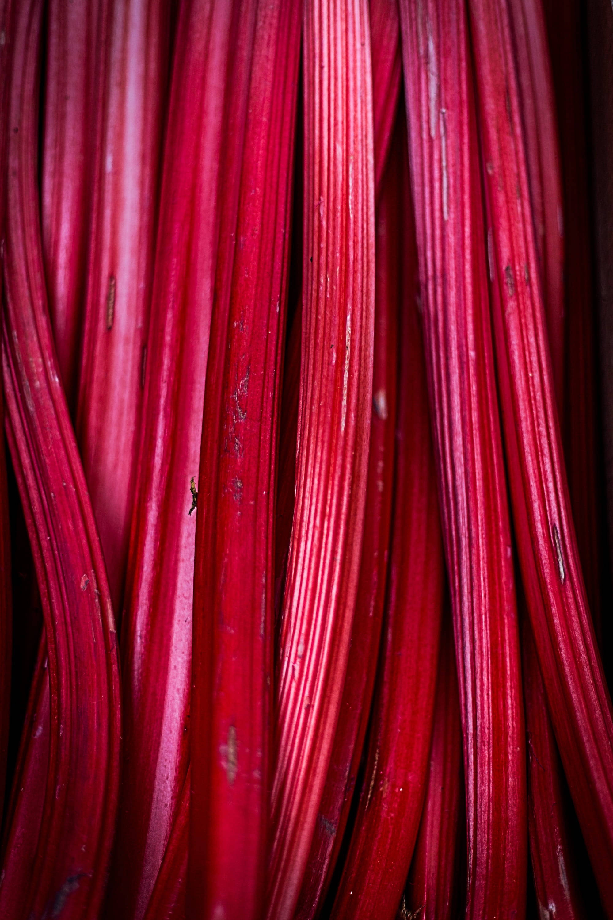 Rhubarb 桌布 壁紙 — 鮮紅大黃莖帶有光澤的棱紋和細微瑕疵，營造出豐富的紋理圖案。