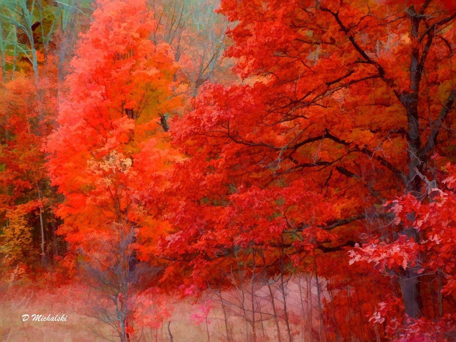 4K 自然 桌布 壁紙 — 鮮紅的楓樹在秋林中燃燒，背景柔和霧氣，溫暖的金色光線穿過樹枝。