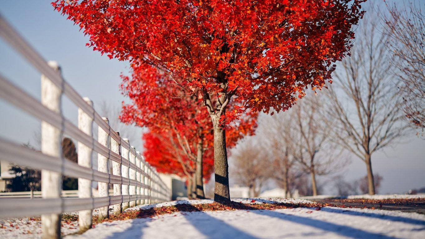 冬天 桌布 壁紙 — 鮮紅的楓樹在雪中成排站立，旁邊是白色籬笆，頭頂是清澈的藍天。