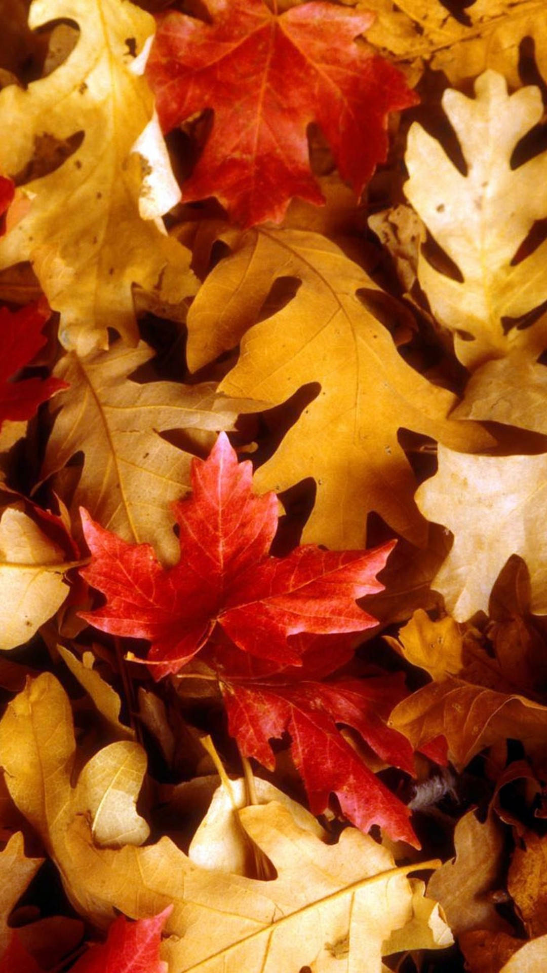 Cute Fall Phone 桌布 壁紙 — 鮮紅的楓葉依偎在金黃的橡樹葉中，構成 crisp 的秋葉特寫。