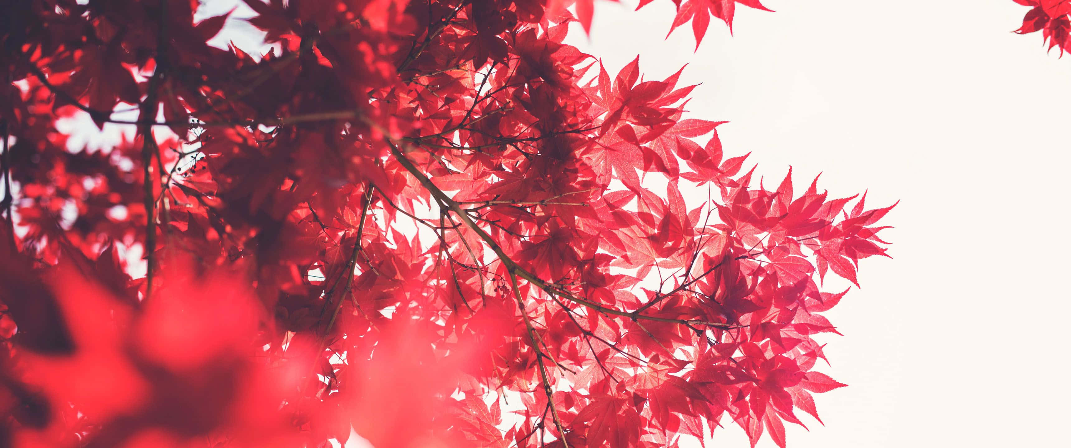 Leaves 桌布 壁紙 — 鮮紅的楓葉在明亮的白色天空下被陽光點綴。