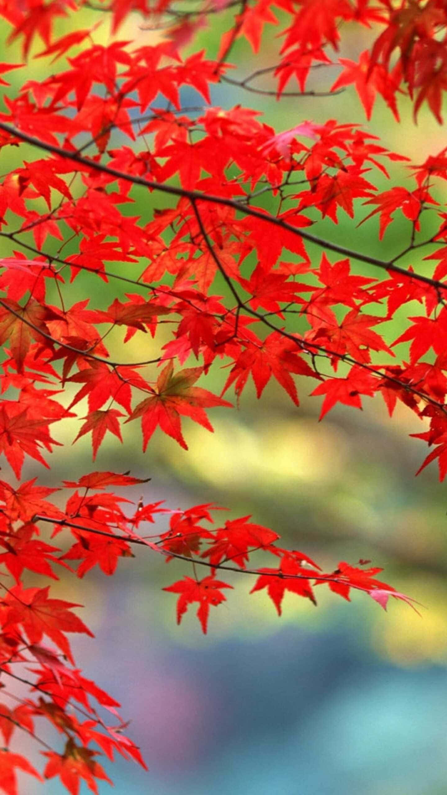 紅色動圖 桌布 壁紙 — 鮮紅的楓葉在柔和模糊的綠色和藍色背景上優雅地層疊。