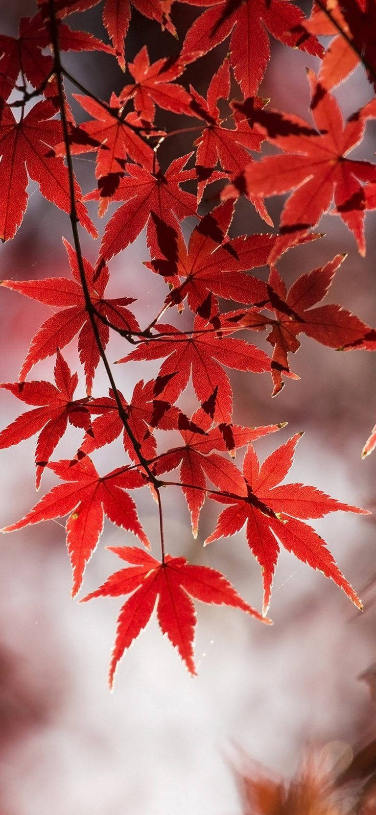 手機 桌布 壁紙 — 鮮紅的楓葉在柔和模糊的背景襯托下閃耀，呈現秋季特寫鏡頭。