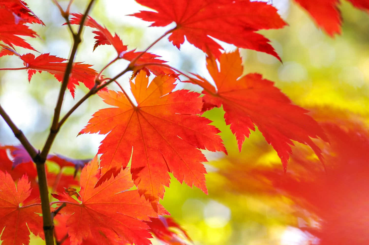 Autumn Fall 桌布 壁紙 — 鮮紅的楓葉在柔和模糊的金黃色和綠色樹葉背景下閃耀。