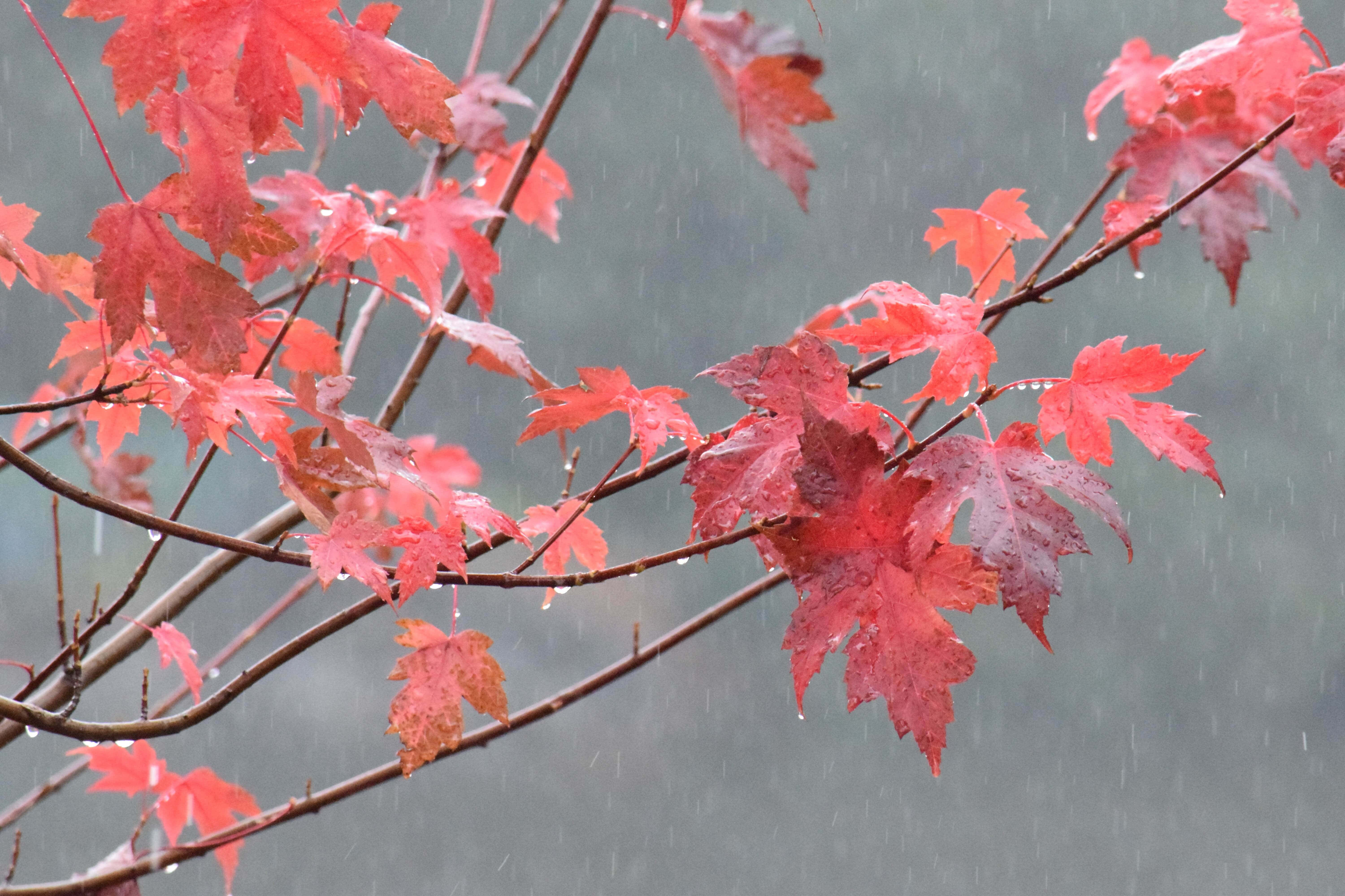 Fall Rain 桌布 壁紙 — 鮮紅的楓葉在柔和的灰色背景下，在溫柔的秋雨中閃爍著雨滴。