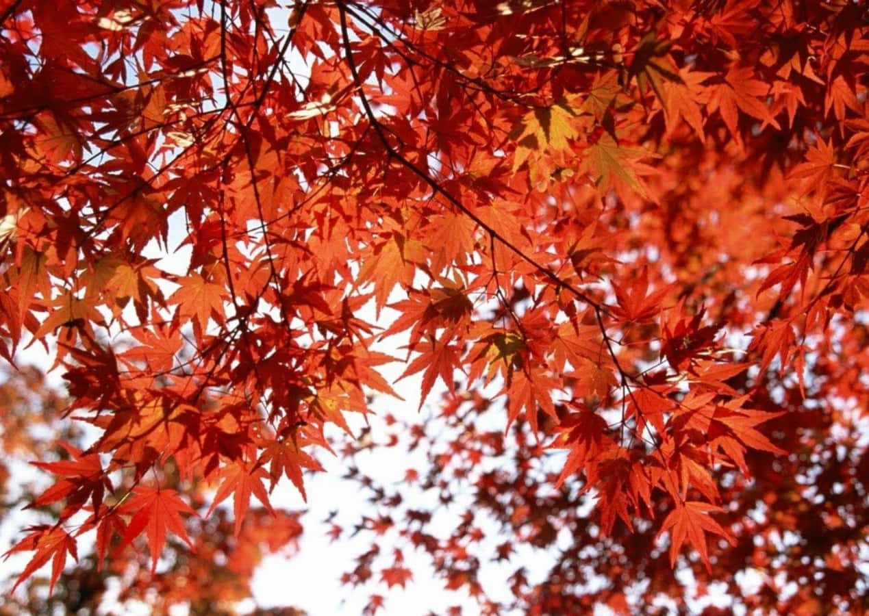 Leaves 桌布 壁紙 — 鮮紅的楓葉在柔和的白色天空下，在秋日樹冠的特寫中閃耀。
