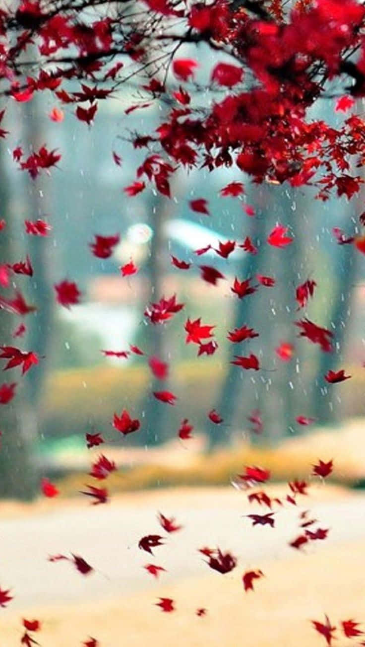 Best 桌布 壁紙 — 鮮紅的楓葉在柔和的秋雨中旋轉飄落，穿過柔軟模糊的森林背景。