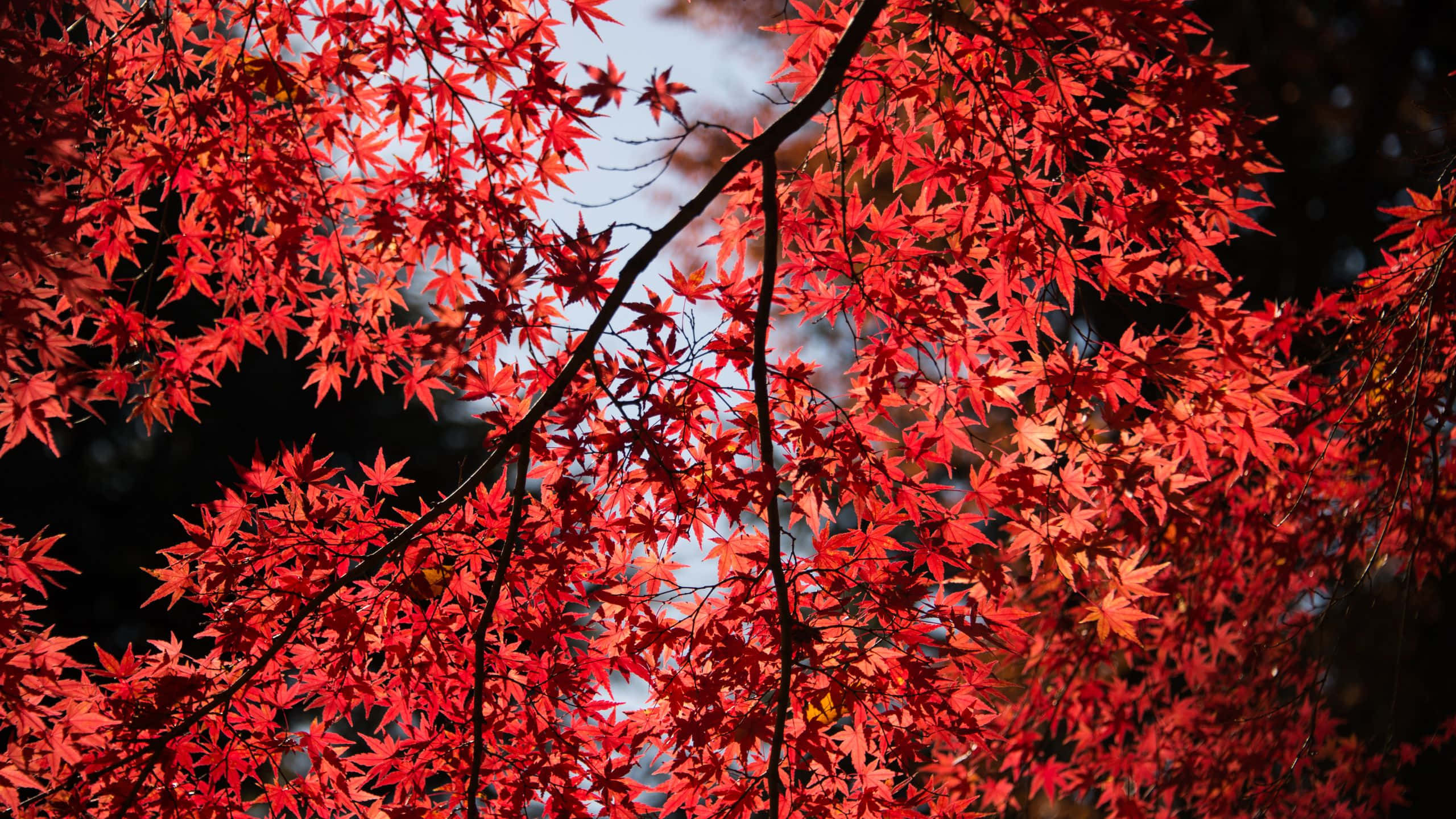 Red Color 桌布 壁紙 — 鮮紅的楓葉在柔和的藍天下閃耀，陽光穿過樹枝灑落。