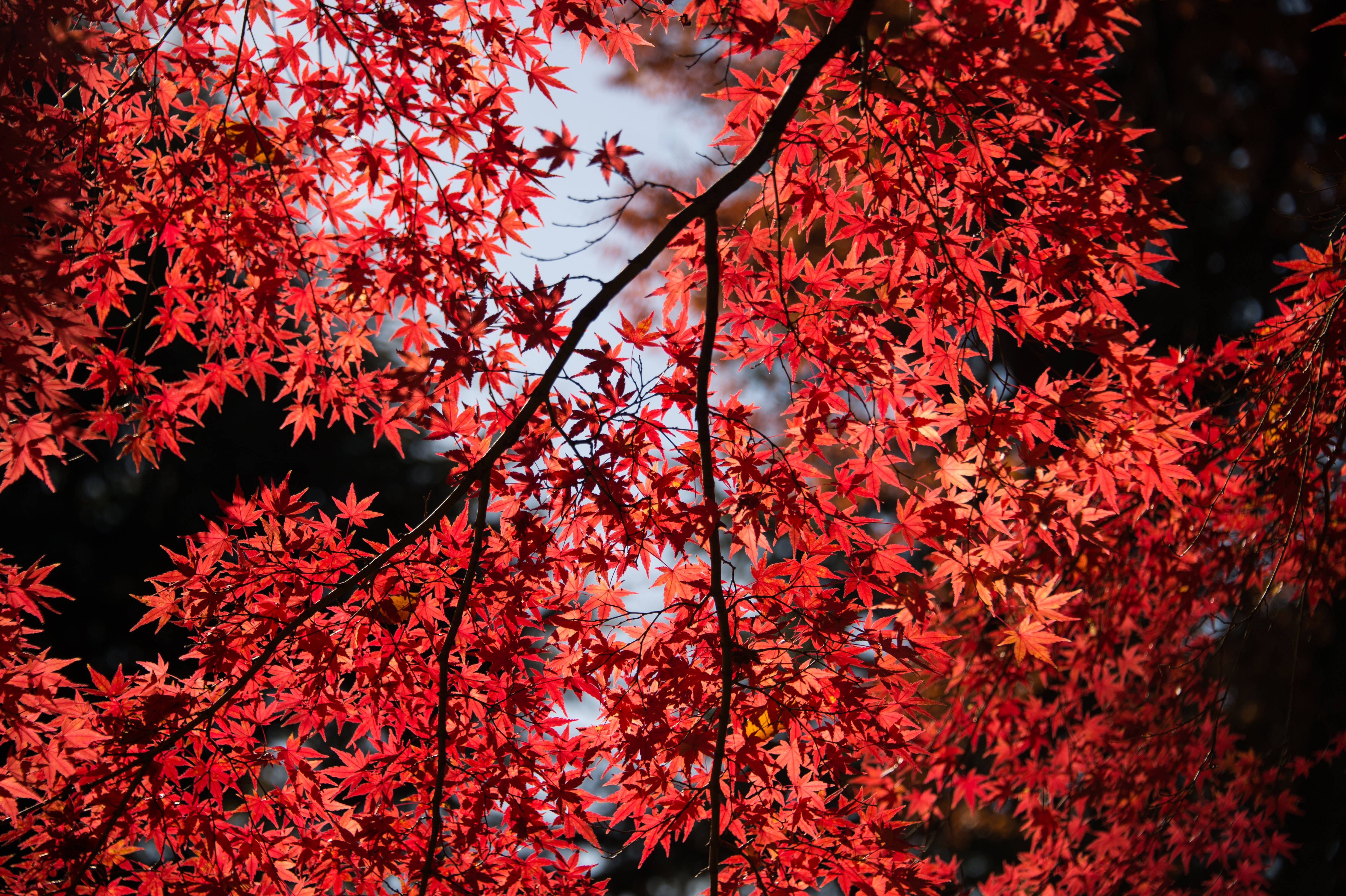 Leaves 桌布 壁紙 — 鮮紅的楓葉在柔和的藍天襯托下閃耀，周圍環繞著深色樹枝。