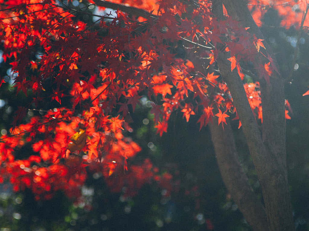 桌布 壁紙 — 鮮紅的楓葉在深色樹枝上閃耀，陽光穿透，呈現清晰的秋日景象。