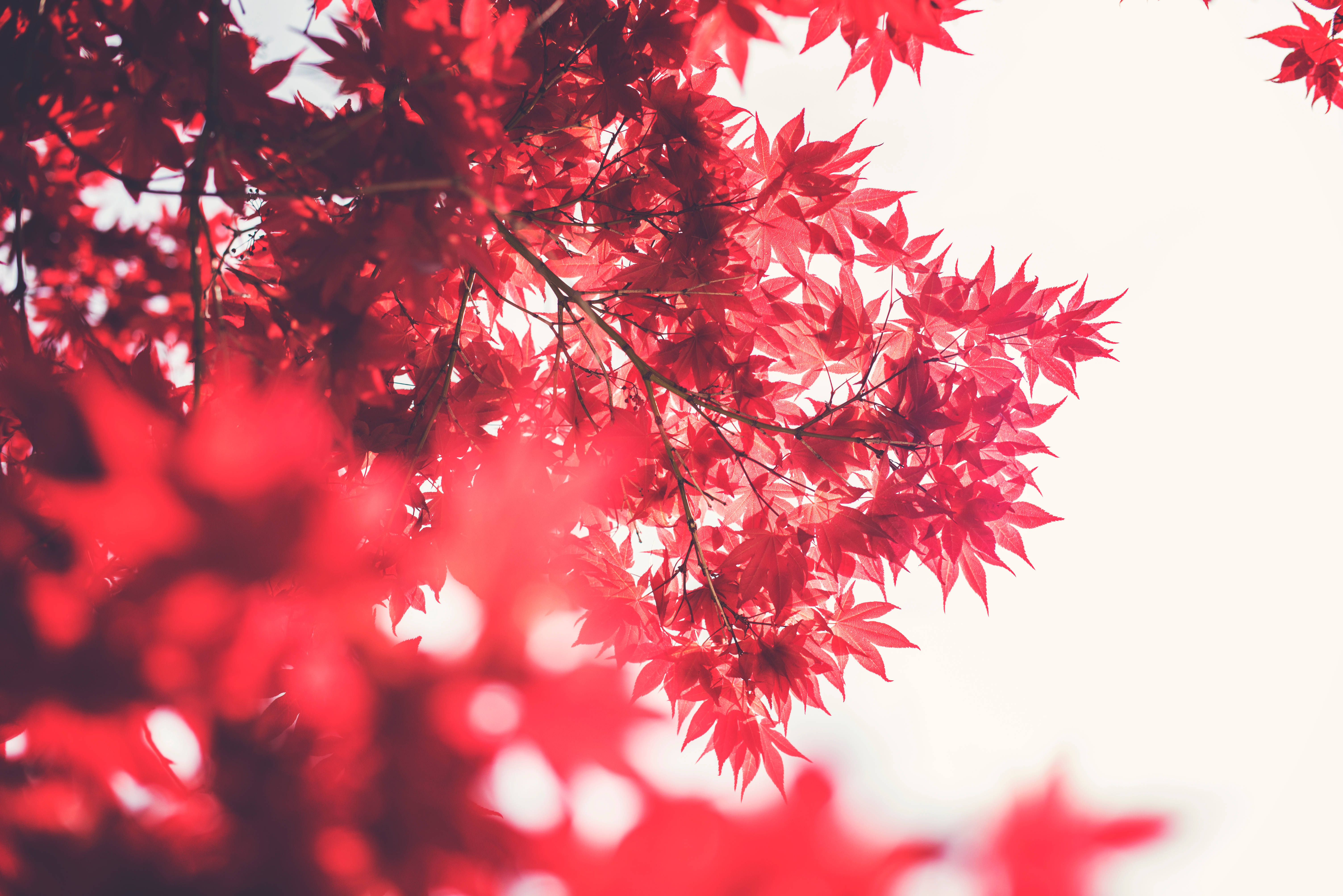 紅色動圖 桌布 壁紙 — 鮮紅的楓葉在淺景深拍攝中，在柔和的白色天空下閃耀。