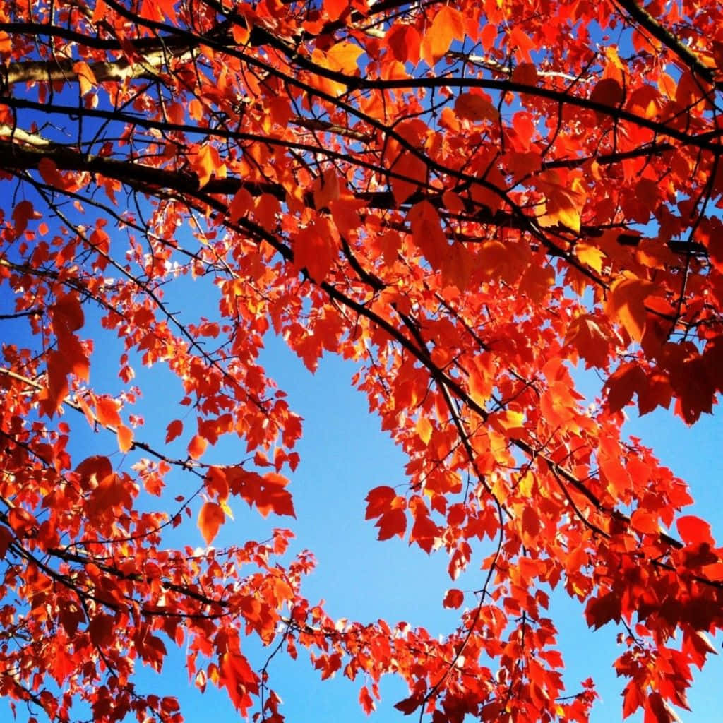 Fall iPad 桌布 壁紙 — 鮮紅的楓葉在清澈的藍天下閃耀，呈現出令人驚嘆的秋季樹冠景觀。