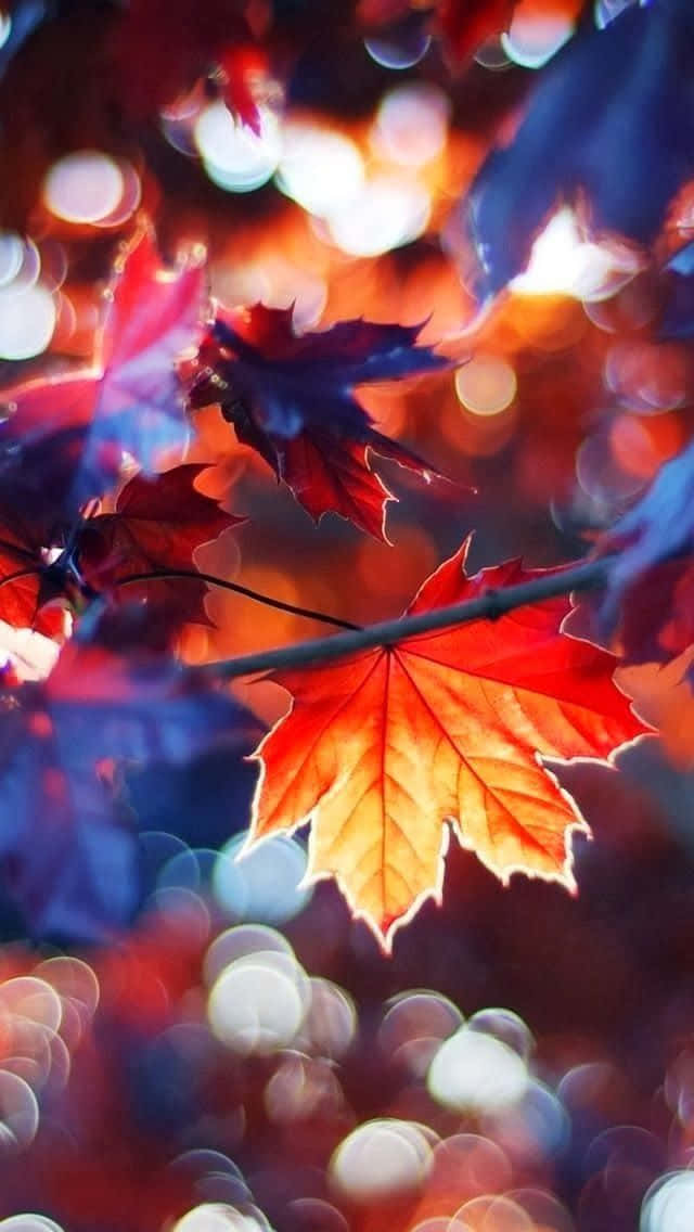 Pretty Fall 桌布 壁紙 — 鮮紅的楓葉在溫暖燈光與冷藍色調的夢幻散景背景下閃耀。