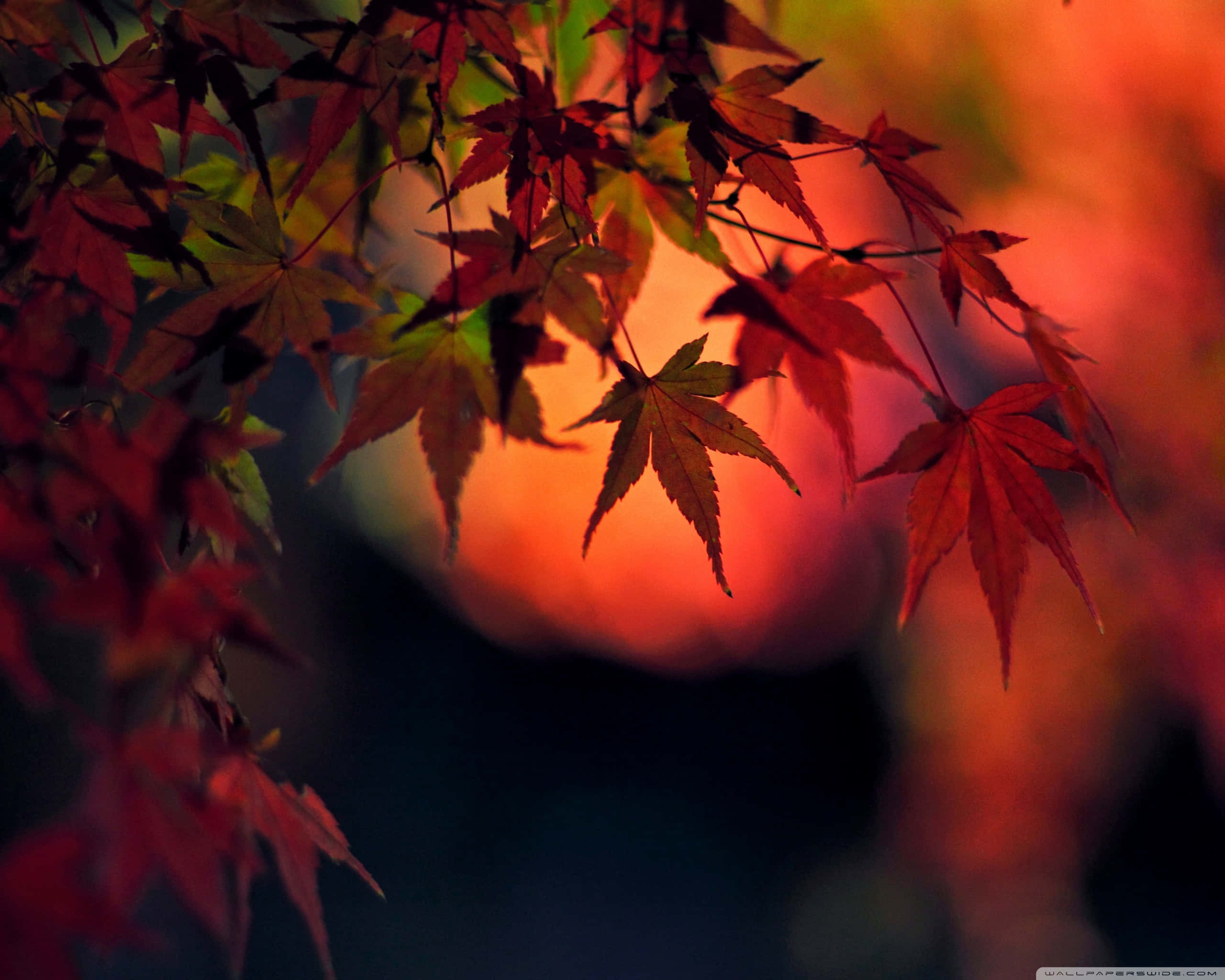 Red Japanese 桌布 壁紙 — 鮮紅的楓葉在發光的橙色日落天空襯托下形成剪影。