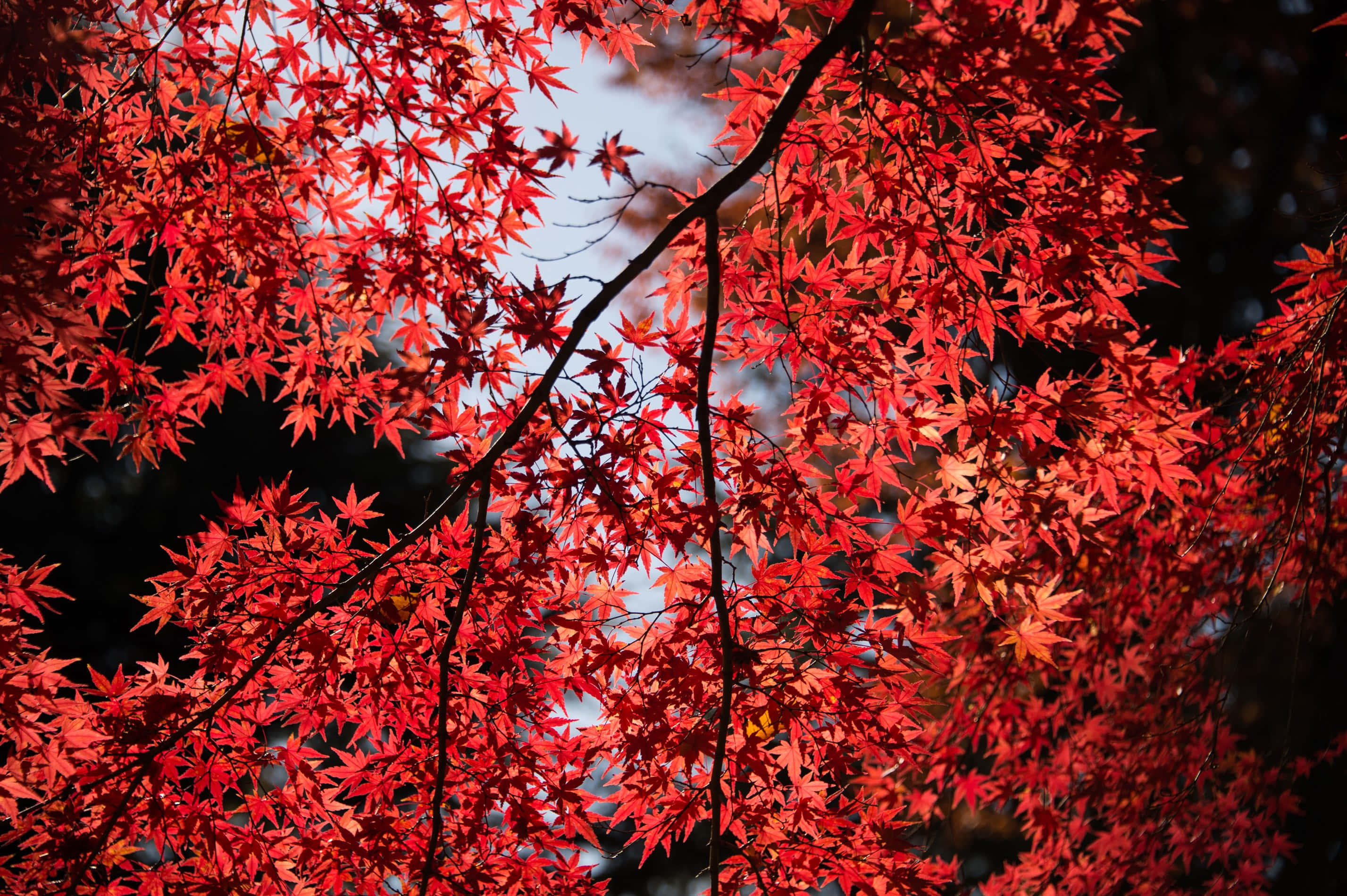 trees 桌布 壁紙 — 鮮紅的楓葉在秋天被深色樹枝框住的柔和藍天中閃耀。