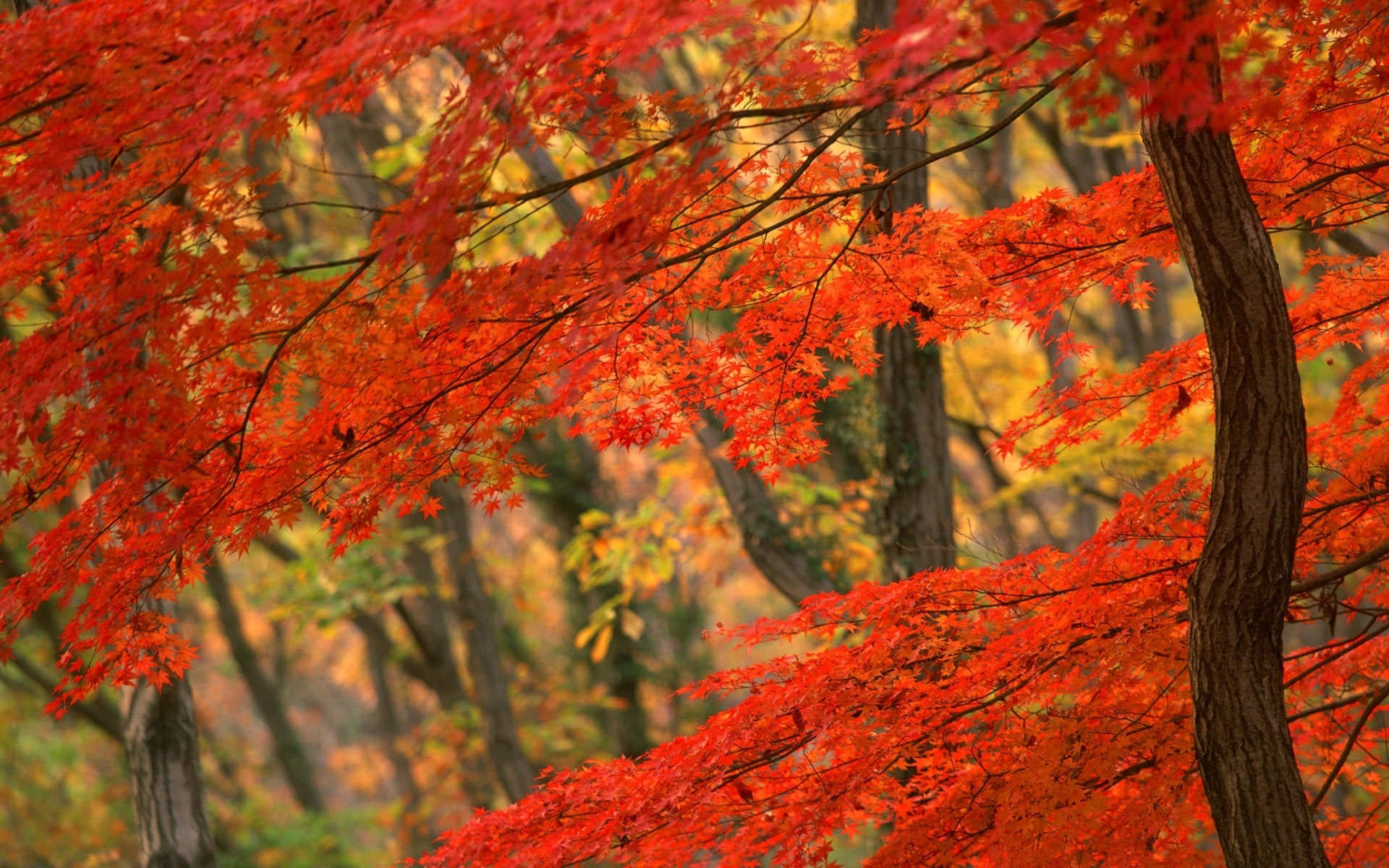 秋日森林中金色背景下鮮紅的楓葉 — 秋天動圖 壁紙