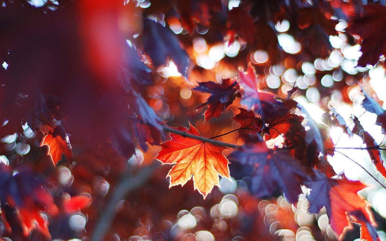 秋天動圖 桌布 壁紙 — 鮮紅的楓葉在陽光普照的天空夢幻般的散景背景下閃耀。