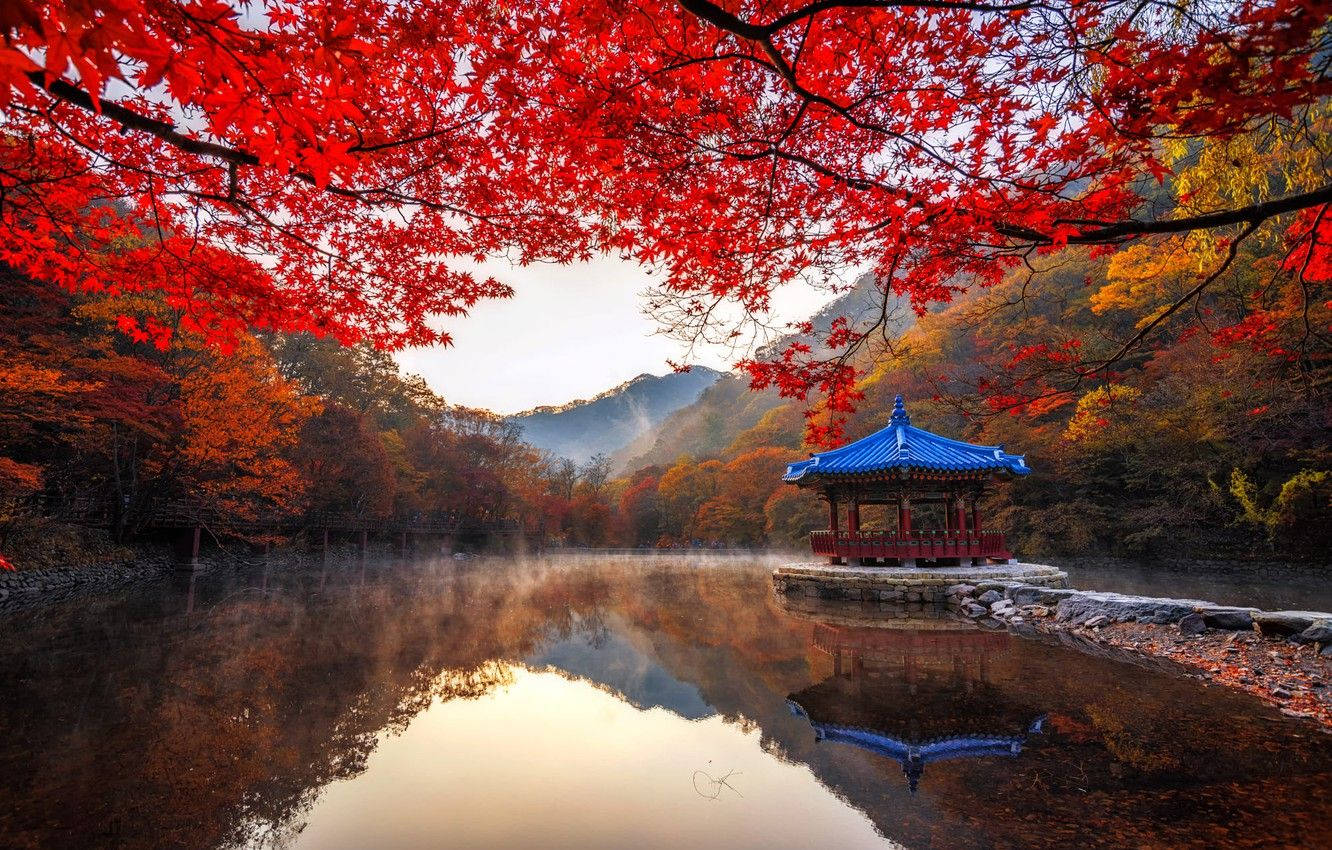 櫻花 桌布 壁紙 — 鮮紅的楓葉在霧氣瀰漫的湖面上拱起，湖面映照著藍頂亭閣和秋日山巒，晨曦初現。