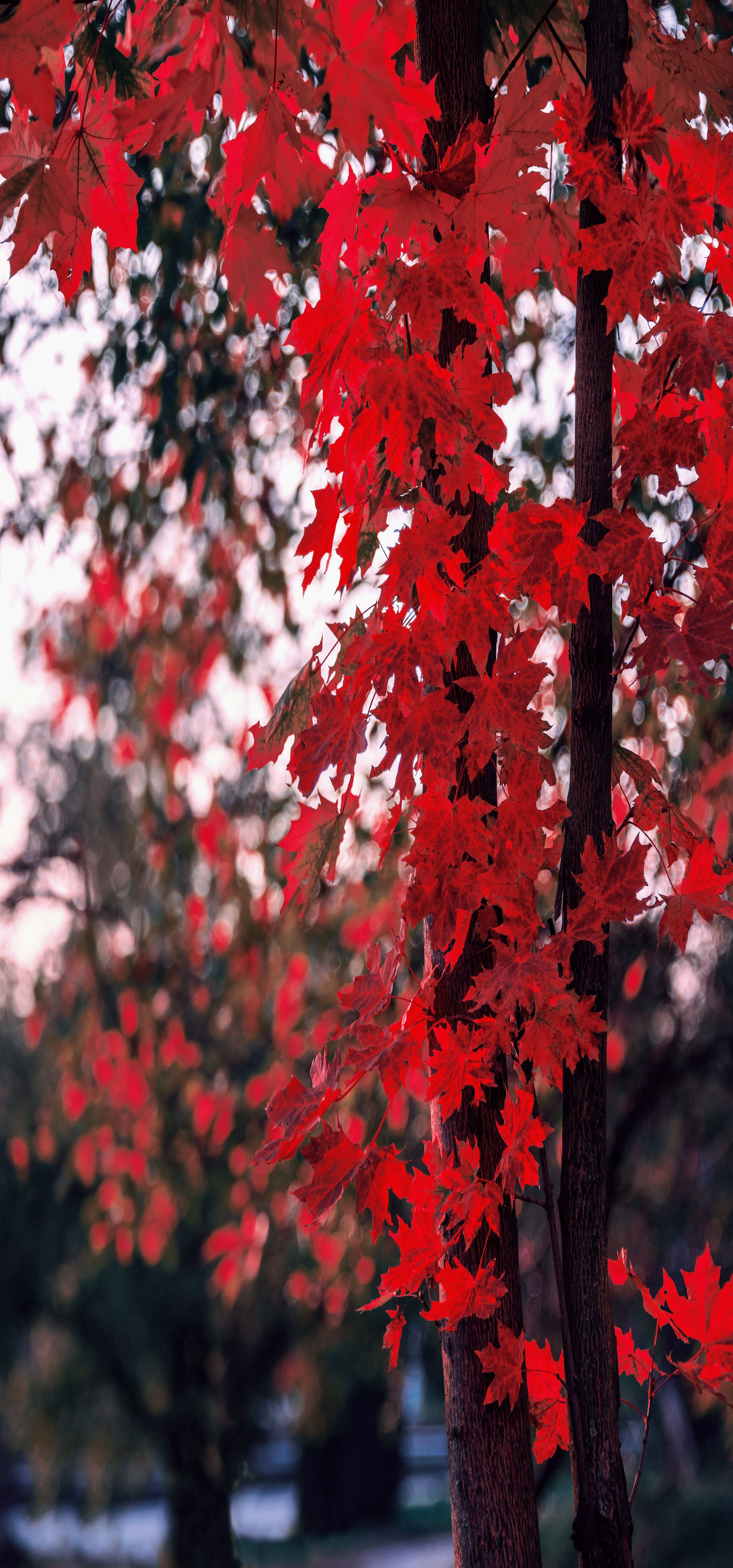 Tree 桌布 壁紙 — 鮮紅的楓葉如瀑布般沿著樹幹傾瀉而下，背景是柔和模糊的秋日景色。