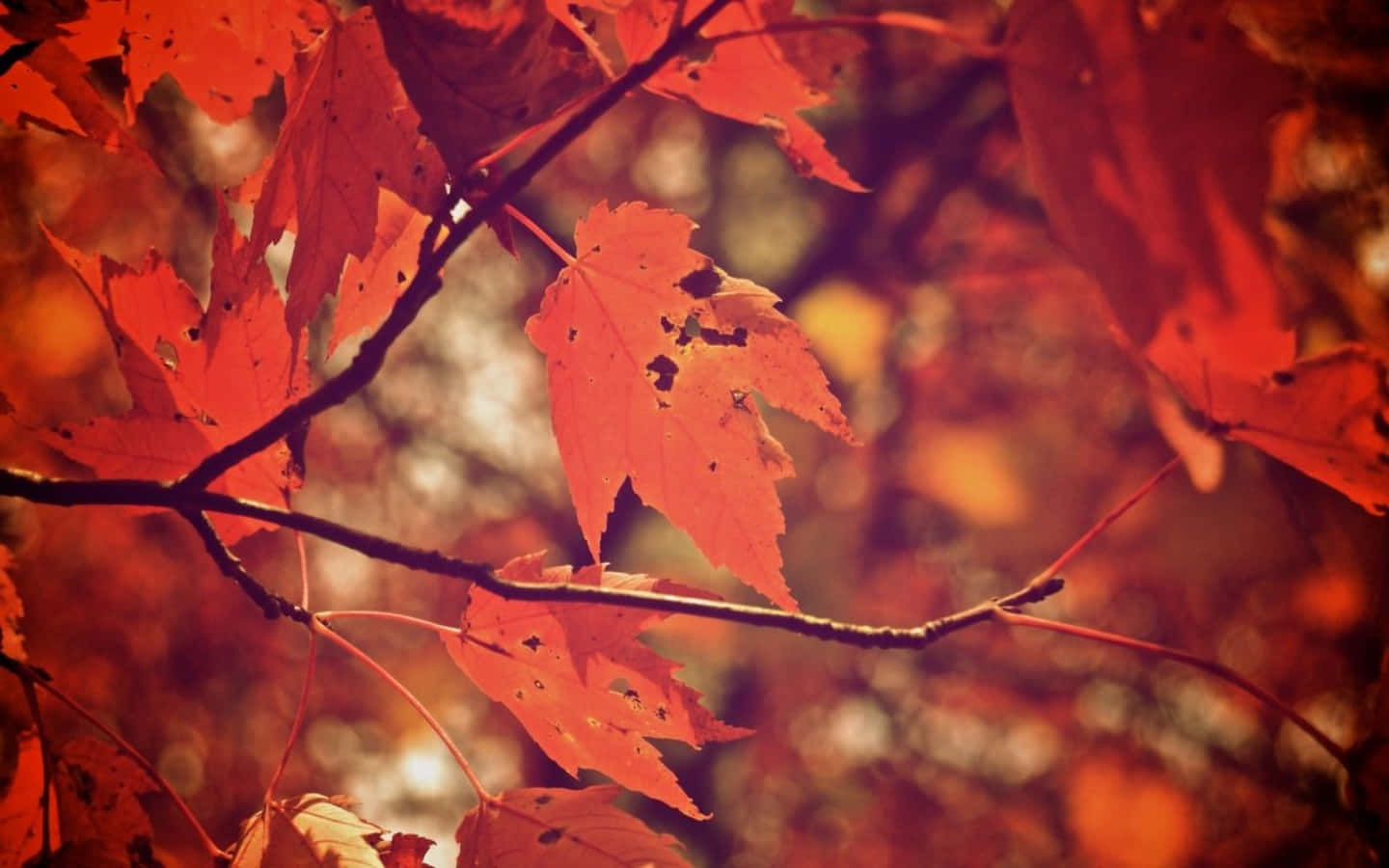 Tumblr Autumn Desktop 桌布 壁紙 — 鮮紅的楓葉帶有孔洞，從深色樹枝上垂下，映襯著溫暖模糊的秋日背景。