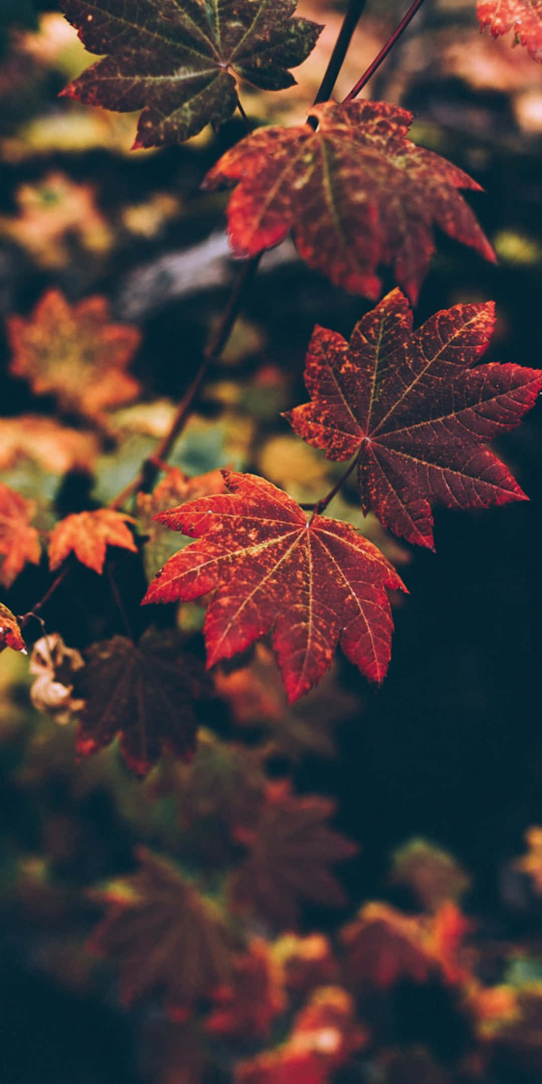 Pixel 3 Autumn 桌布 壁紙 — 鮮紅的楓葉帶有金色葉脈，在柔和模糊的秋林背景下優雅地懸掛著。