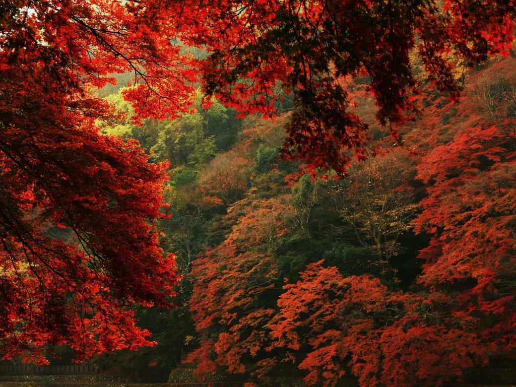 桌布 壁紙 — 鮮紅的楓葉拱起，框住秋日茂密的森林山谷。