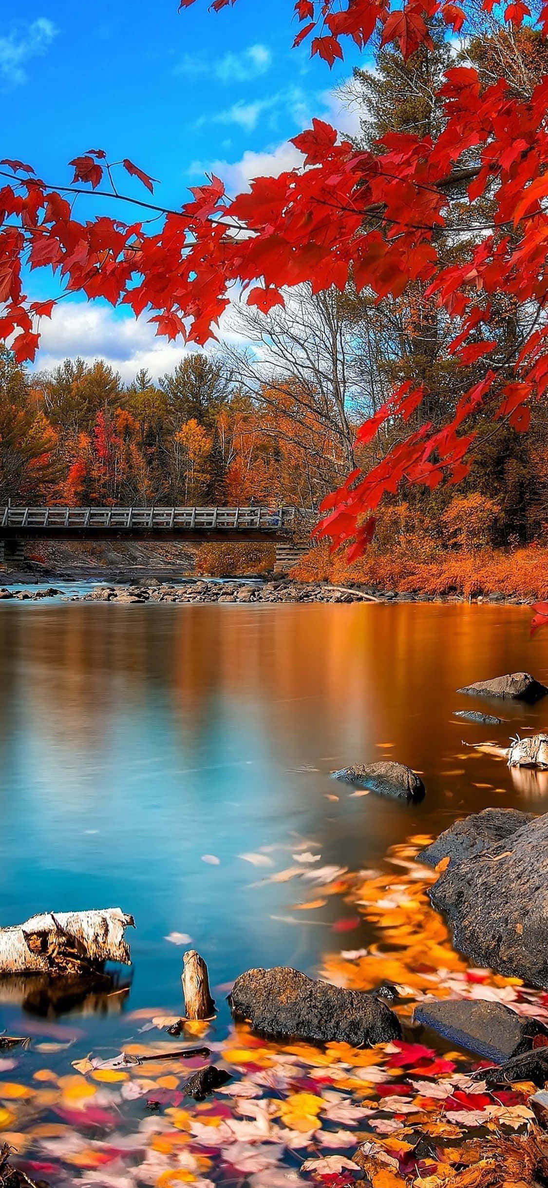 iPhone Fall 桌布 壁紙 — 鮮紅的楓葉框住一條寧靜的秋日河流，倒映著木橋和色彩繽紛的森林，在明亮的藍天下。